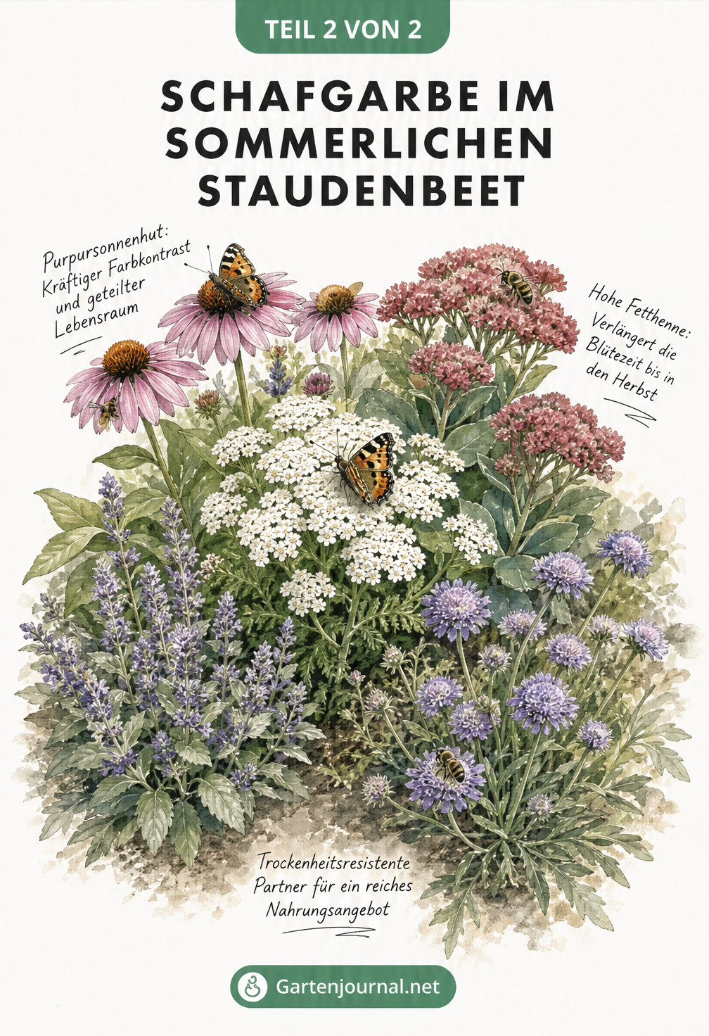 Handgemalte Illustration einer Pflanzgruppe mit Schafgarbe, Purpursonnenhut, Hoher Fetthenne und Duftnesseln