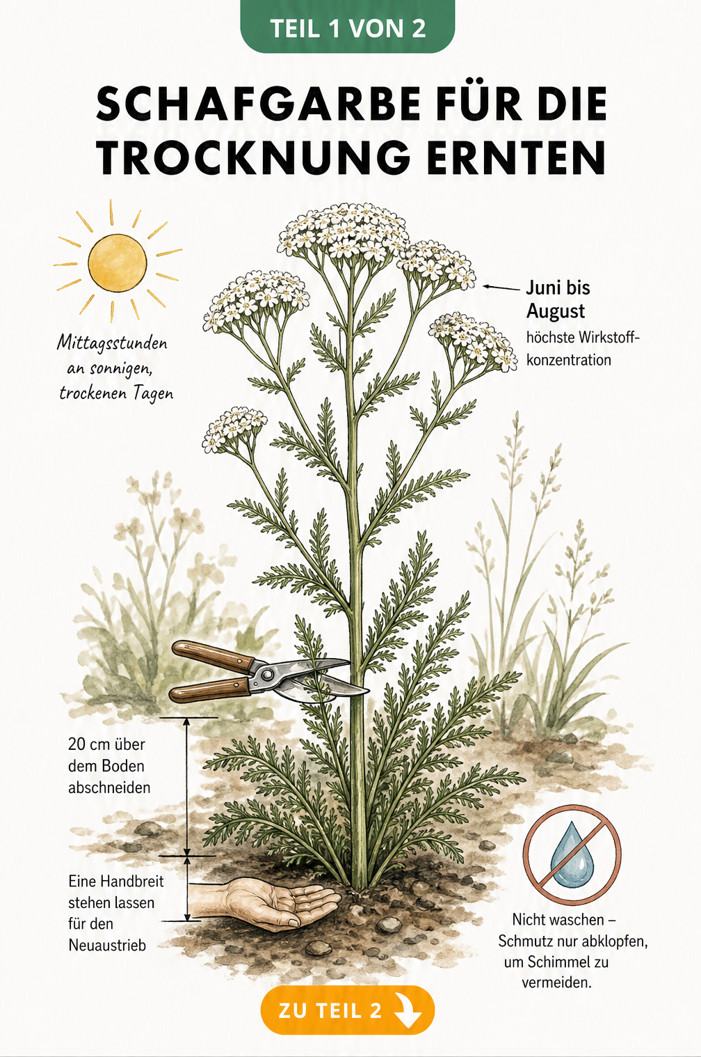 Botanische Illustration einer blühenden Schafgarbe mit Hinweisen zum idealen Erntezeitpunkt und Schnitt