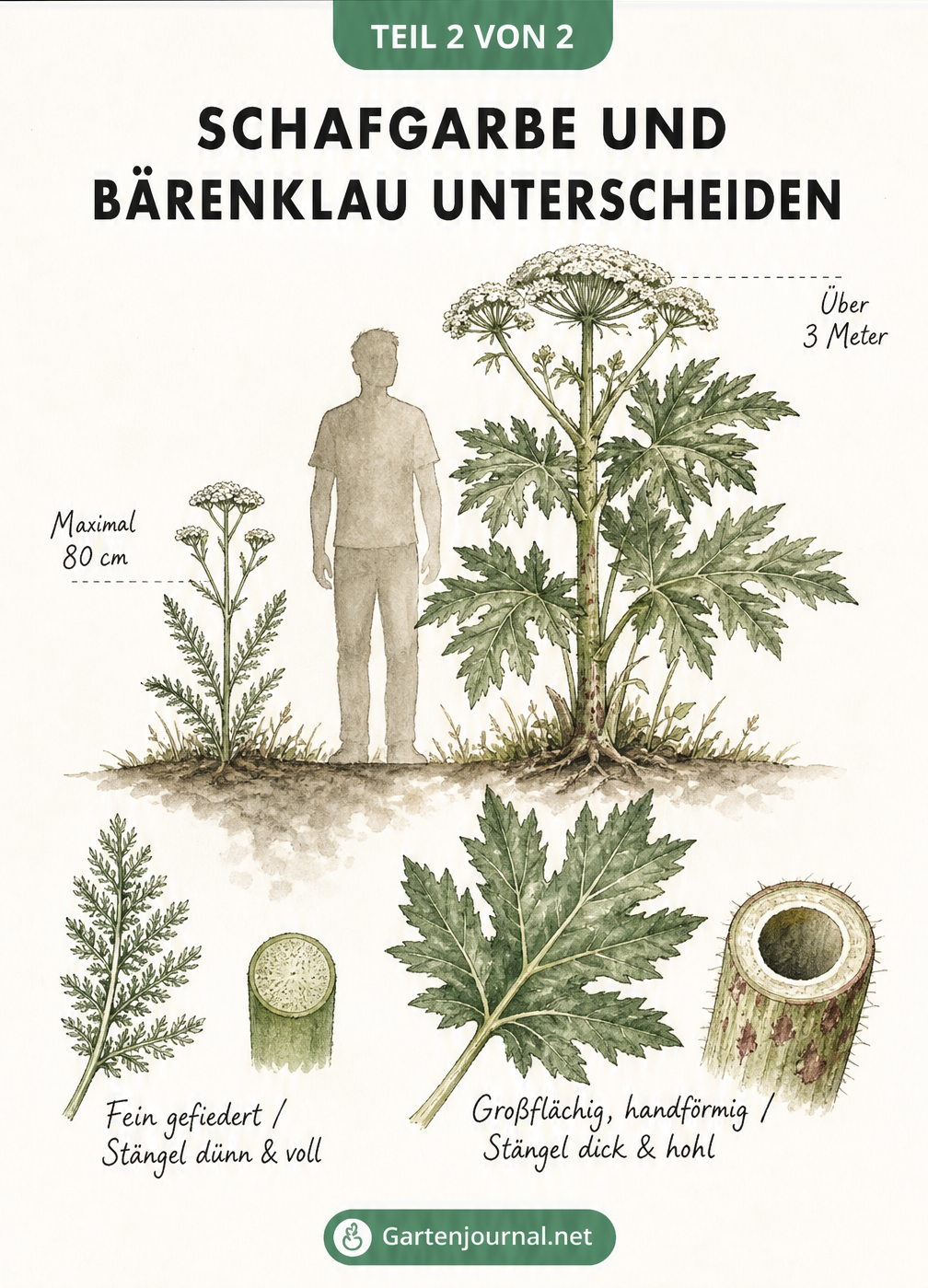 Botanische Illustration: Größenvergleich zwischen Schafgarbe und Riesen-Bärenklau mit Blatt- und Stängeldetails