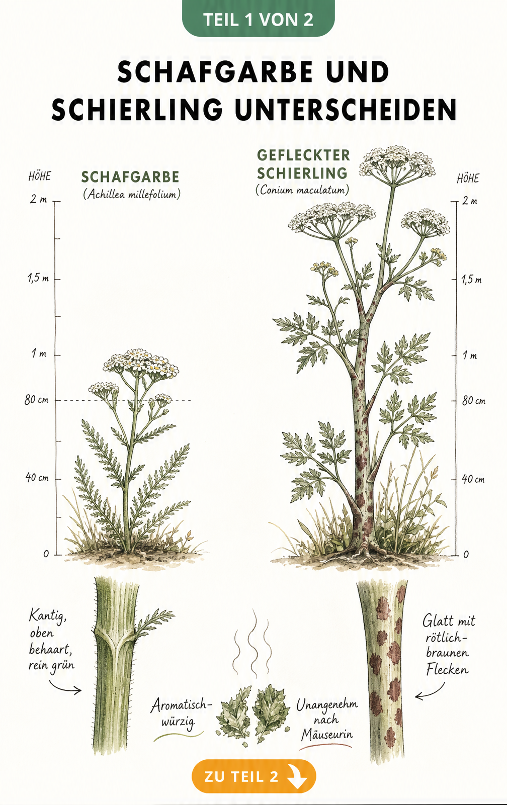 Botanische Illustration: Vergleich von Schafgarbe und Geflecktem Schierling mit Größenunterschied und Stängeldetails