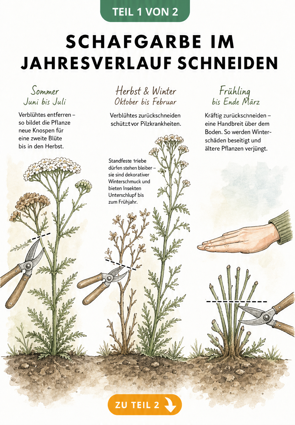 Illustration von drei Schafgarben-Pflanzen in verschiedenen Jahreszeiten mit Schnittmarkierungen