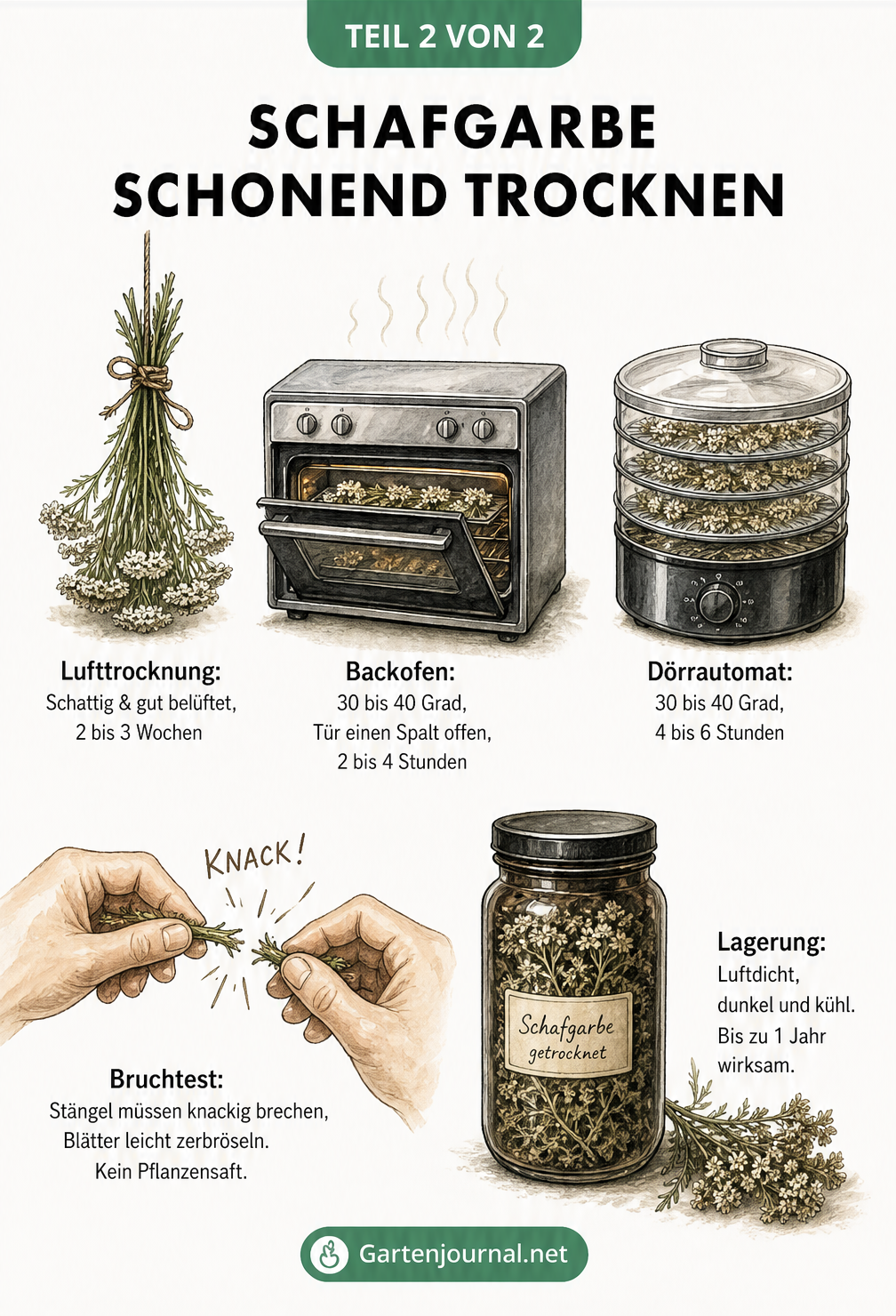 Illustration von drei Trocknungsmethoden für Schafgarbe: Lufttrocknung, Backofen und Dörrautomat