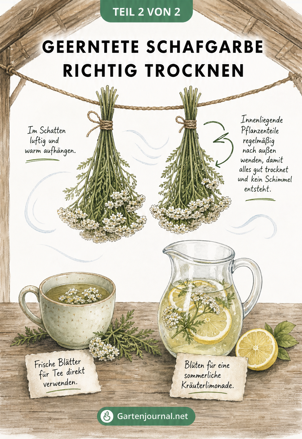 Illustration von kopfüber hängenden Schafgarben-Sträußen zum Trocknen unter einem Holzdach