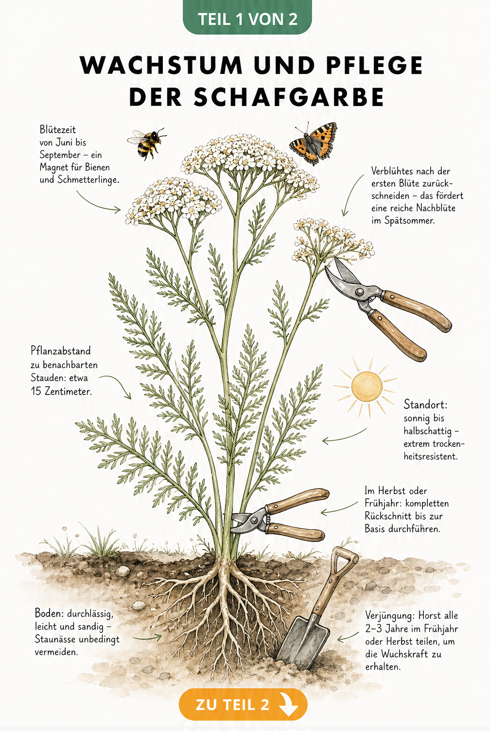 Botanische Querschnitt-Illustration der Schafgarbe mit Hinweisen zu Blütezeit, Rückschnitt, Pflanzabstand und Standort