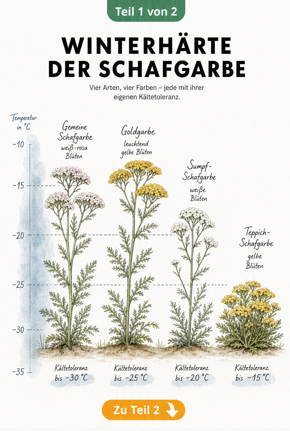 Botanische Illustration von vier Schafgarben-Arten mit einer Temperaturskala, die ihre Winterhärte bis zu -30 Grad Celsius zeigt.