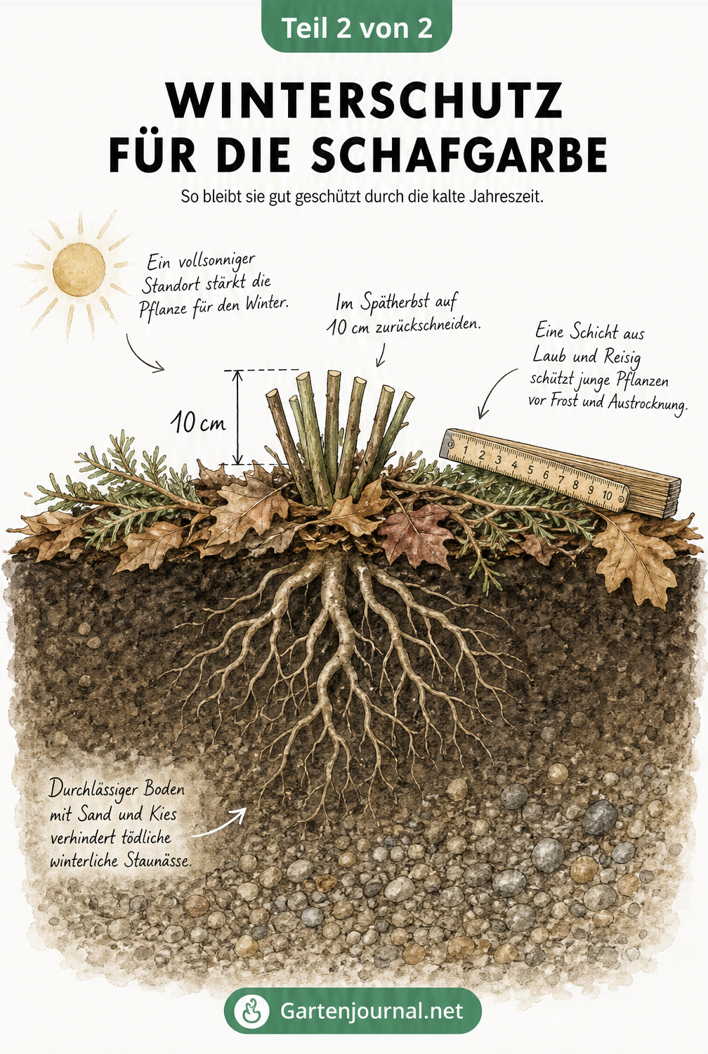 Erdquerschnitt einer Schafgarbe im Winter mit auf 10 cm gekürzten Stängeln, Laubschicht als Frostschutz und durchlässigem Boden mit Sand und Kies.