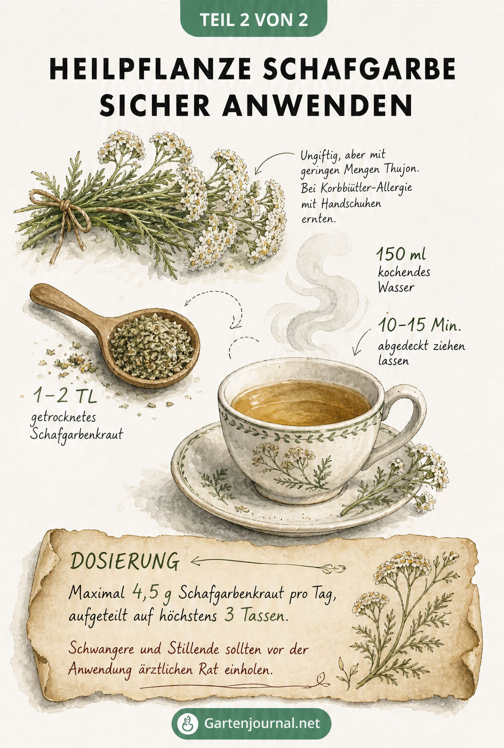 Illustration zur Zubereitung von Schafgarbentee mit Mengenangaben und Dosierungshinweisen