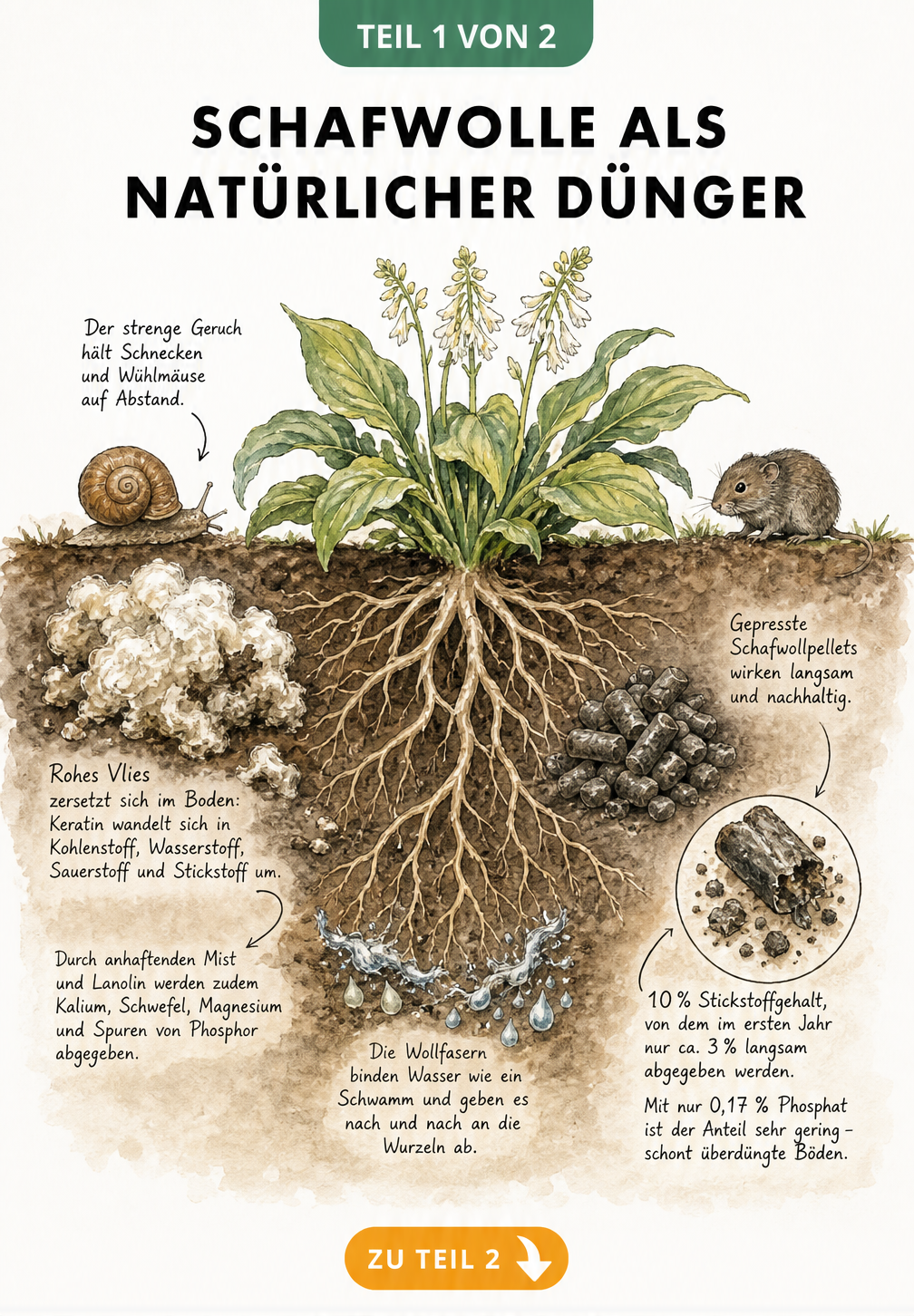 Botanische Illustration einer Pflanze mit Wurzeln, die zeigt, wie Schafwolle und Schafwollpellets als natürlicher Dünger im Boden wirken.