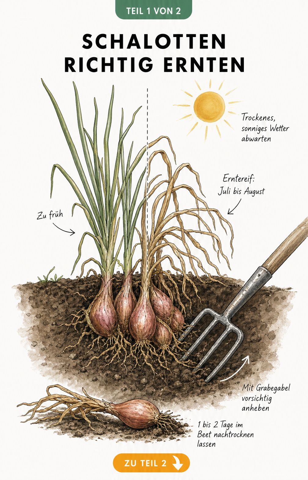 Illustration einer Schalottenpflanze im Querschnitt, die den Unterschied zwischen zu frühem und erntereifem Laub zeigt, sowie die Ernte mit einer Grabegabel.