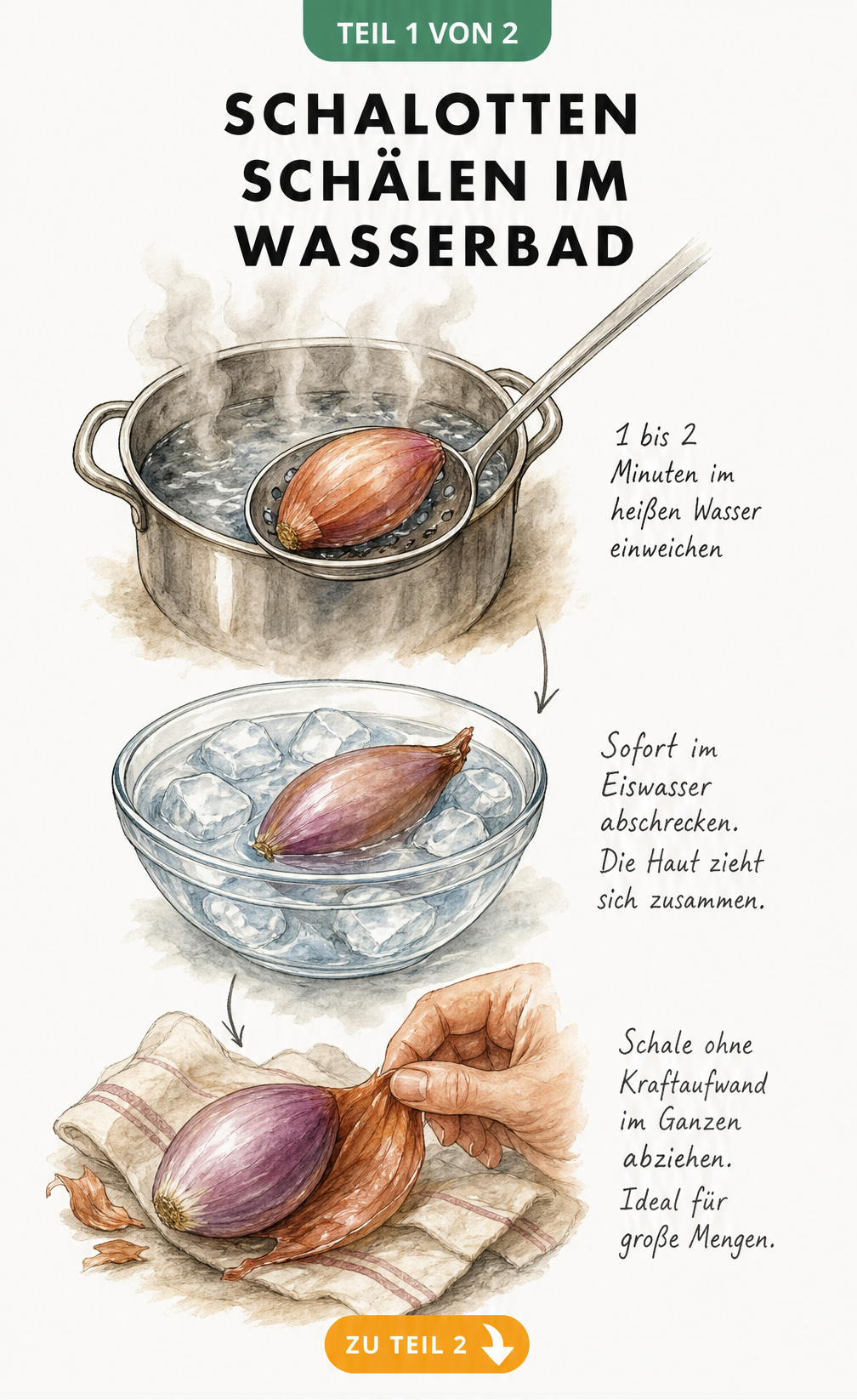 Illustration des Heißwasser-Tricks zum Schälen von Schalotten: Einweichen im Kochtopf, Abschrecken im Eiswasser und müheloses Abziehen der Schale.