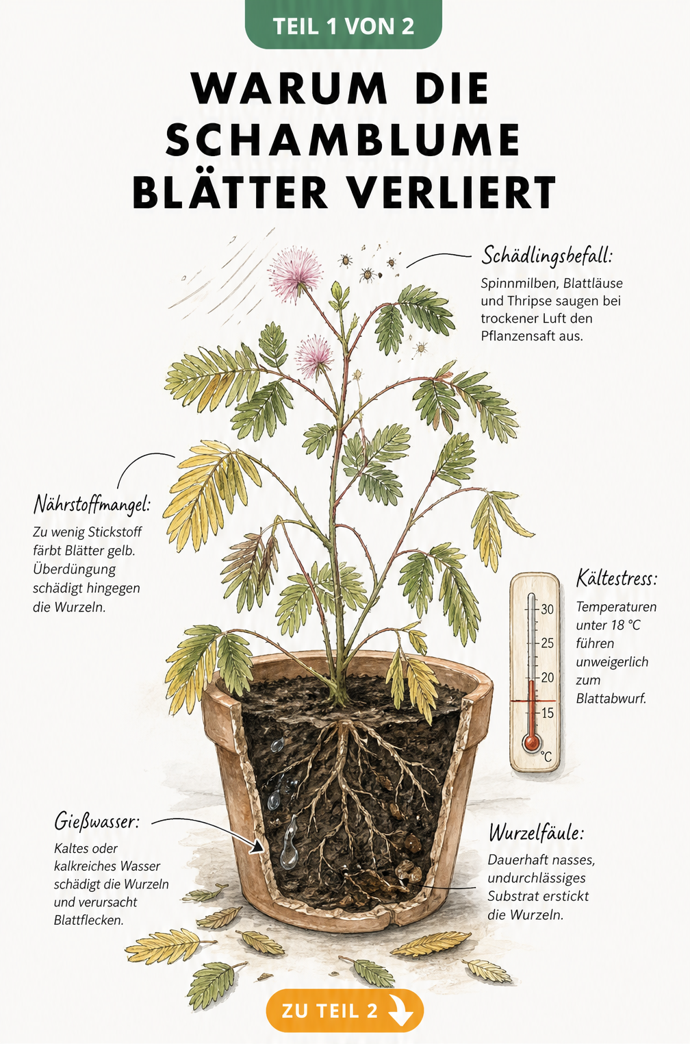 Botanische Illustration einer Schamblume, die Blätter verliert, mit Hinweisen zu Schädlingen, Nährstoffmangel, Kältestress und Gießfehlern.