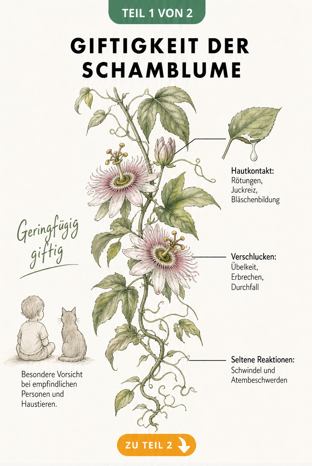 Botanische Illustration einer Schamblume mit Hinweisen zur geringfügigen Giftigkeit und möglichen körperlichen Reaktionen bei Hautkontakt oder Verschlucken.