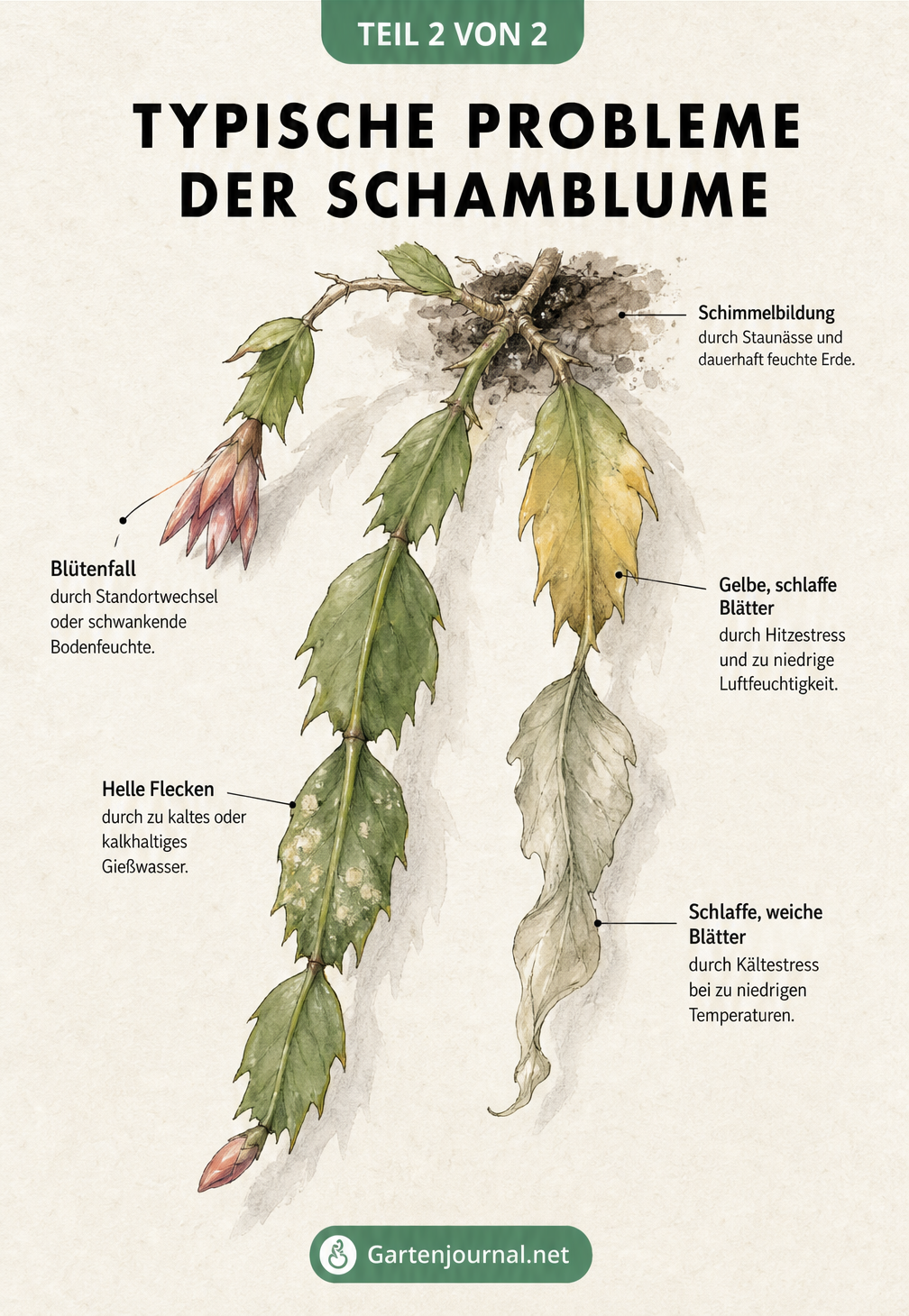 Botanische Zeichnung eines Schamblumen-Triebes, die typische Probleme wie Blütenfall, Hitzestress, Kältestress und Schimmel durch Staunässe zeigt