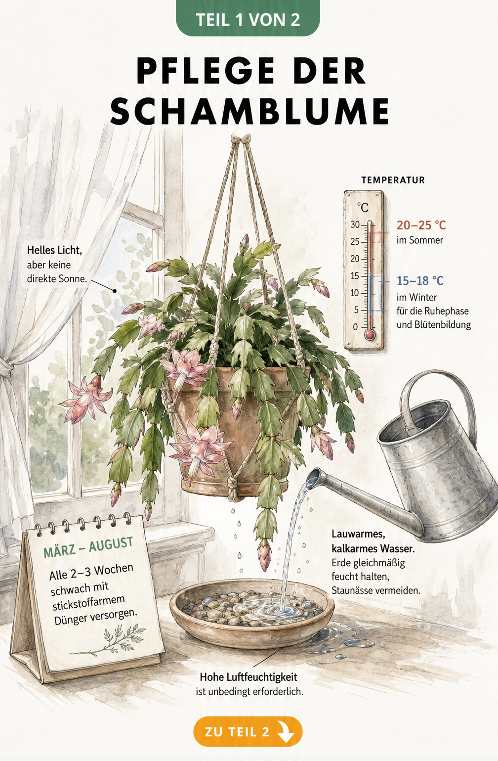 Illustration einer Schamblume in einer Blumenampel am Ostfenster mit Pflegehinweisen zu Licht, Temperatur, Gießen und Düngen