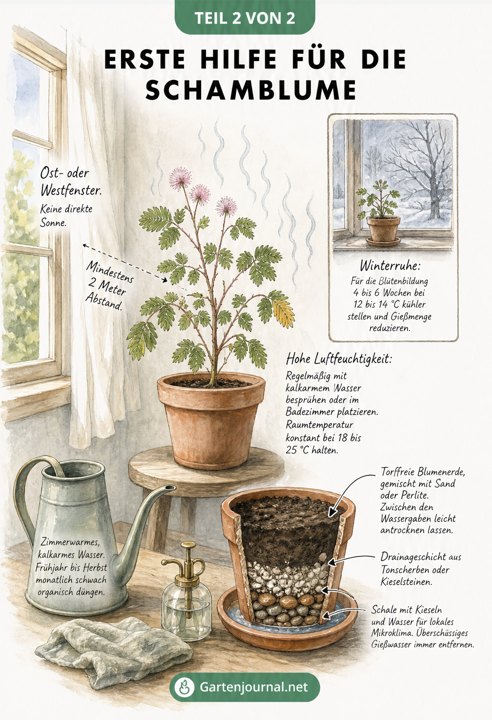 Aquarell-Skizze eines Raumes mit einer Schamblume am Fenster, inklusive Tipps zu Standort, Luftfeuchtigkeit, Winterruhe und Topfaufbau.