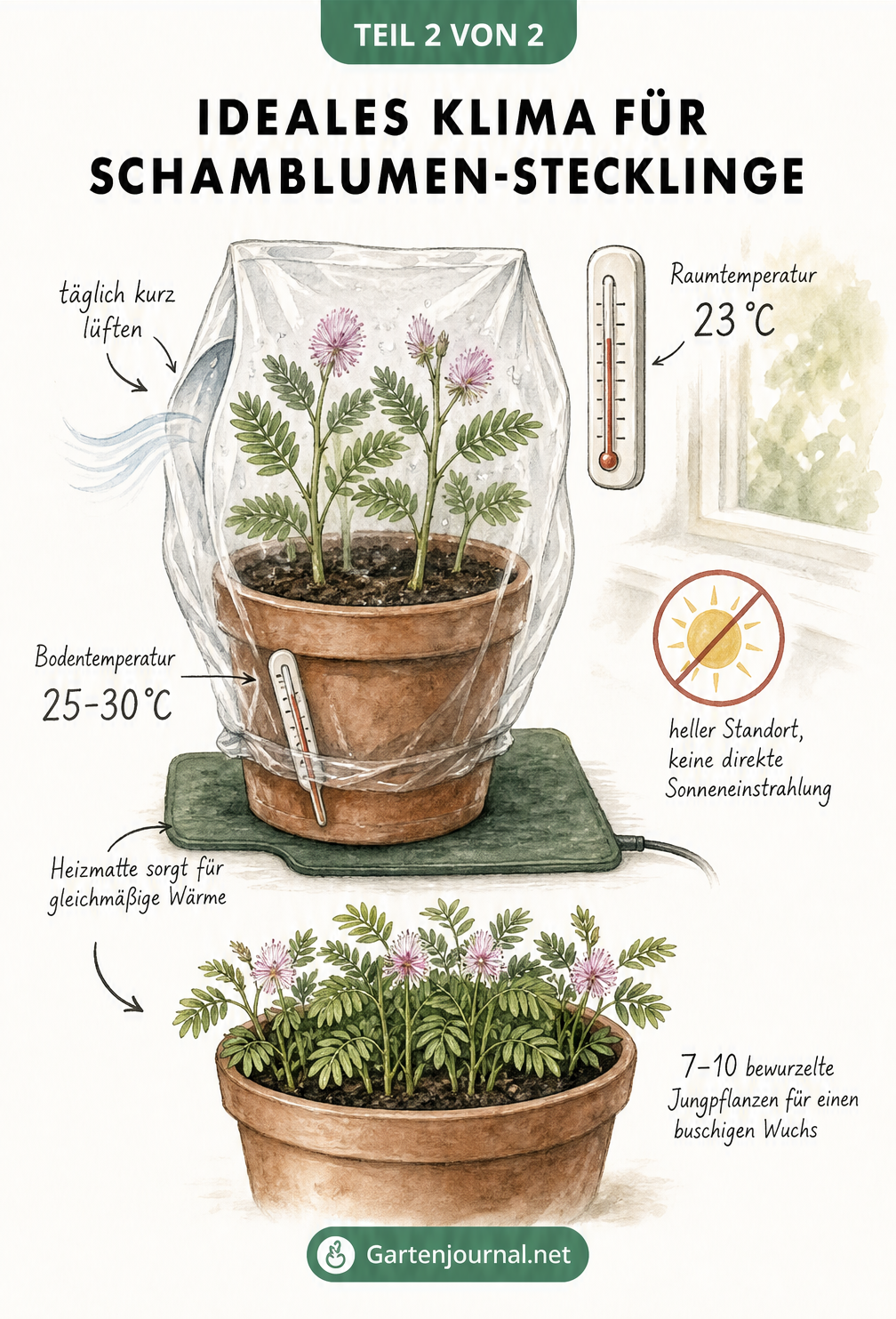 Illustration des idealen Klimas für Schamblumen-Stecklinge: Ein Topf mit Stecklingen steht auf einer Heizmatte bei 25 bis 30 Grad Bodentemperatur. Eine...