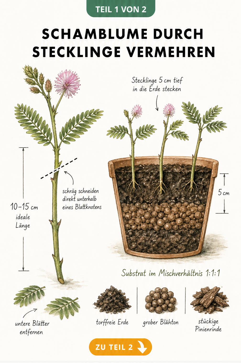 Botanische Illustration: Schamblume durch Stecklinge vermehren. Ein 10 bis 15 cm langer Trieb wird schräg unter einem Blattknoten abgeschnitten. Drei Triebe...