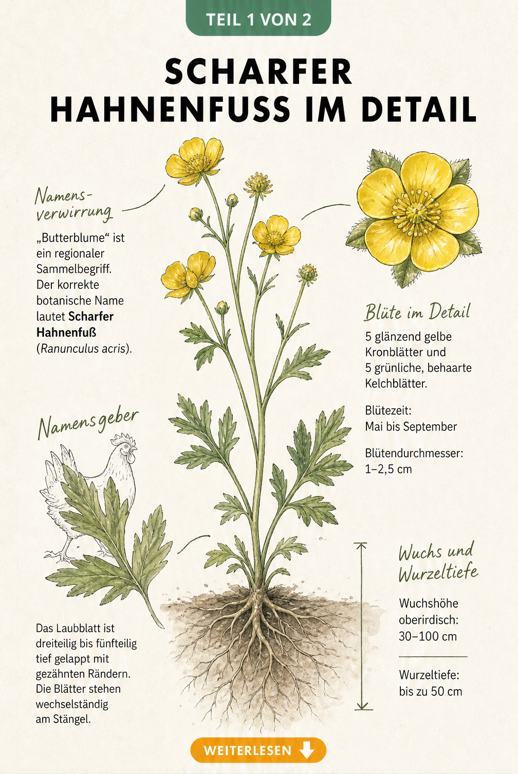 Botanische Illustration des Scharfen Hahnenfußes mit Blüte, Blatt und Wurzel