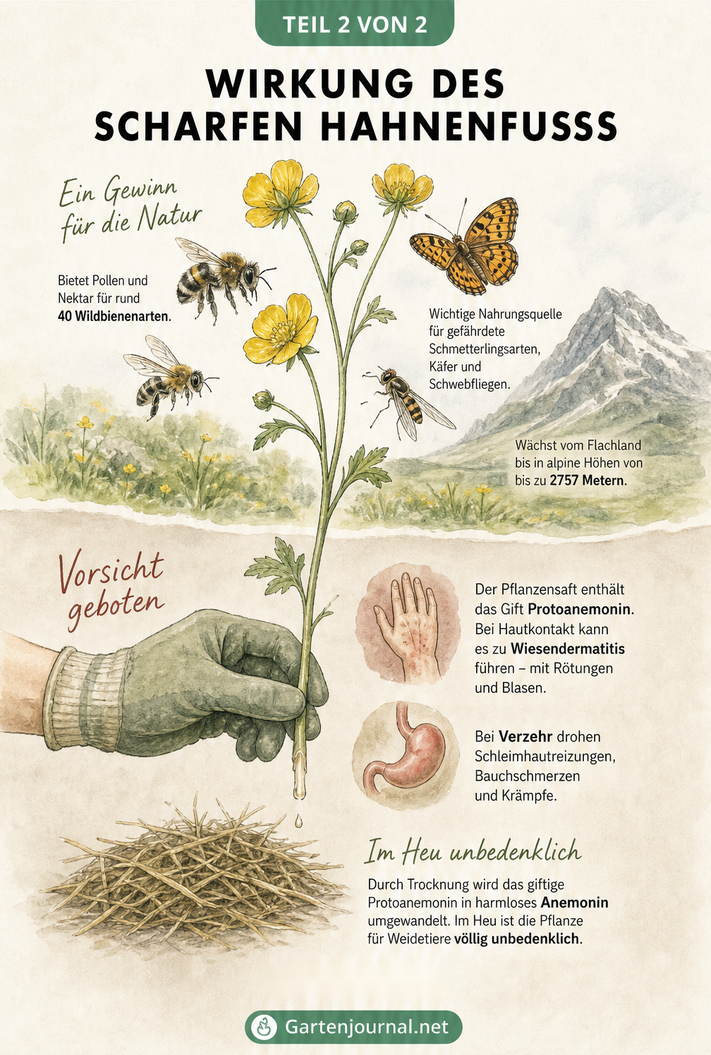 Illustration zur ökologischen Bedeutung und Giftigkeit des Scharfen Hahnenfußes