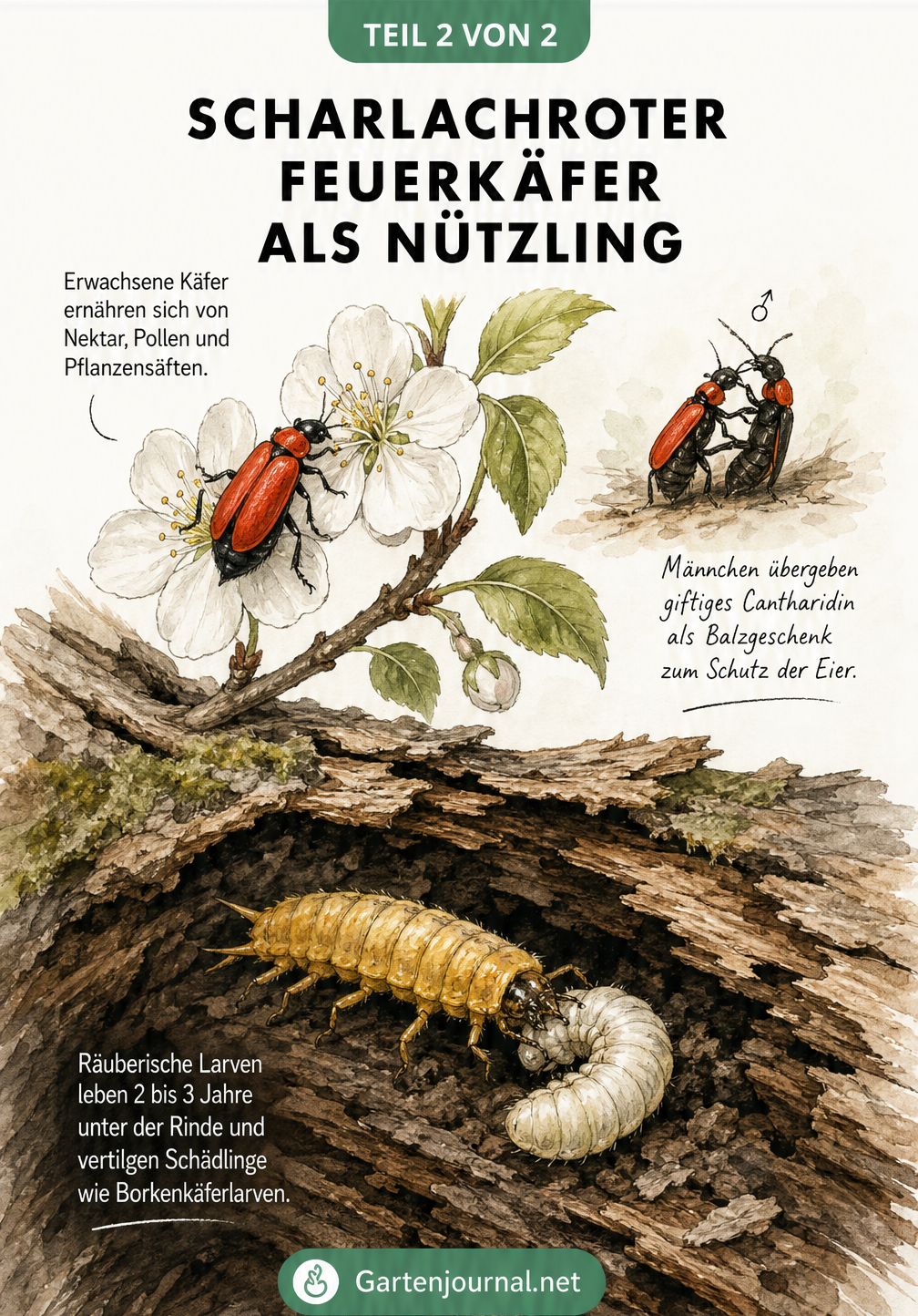 Illustration des Lebensraums des Scharlachroten Feuerkäfers auf Blüten und der Larve unter Baumrinde