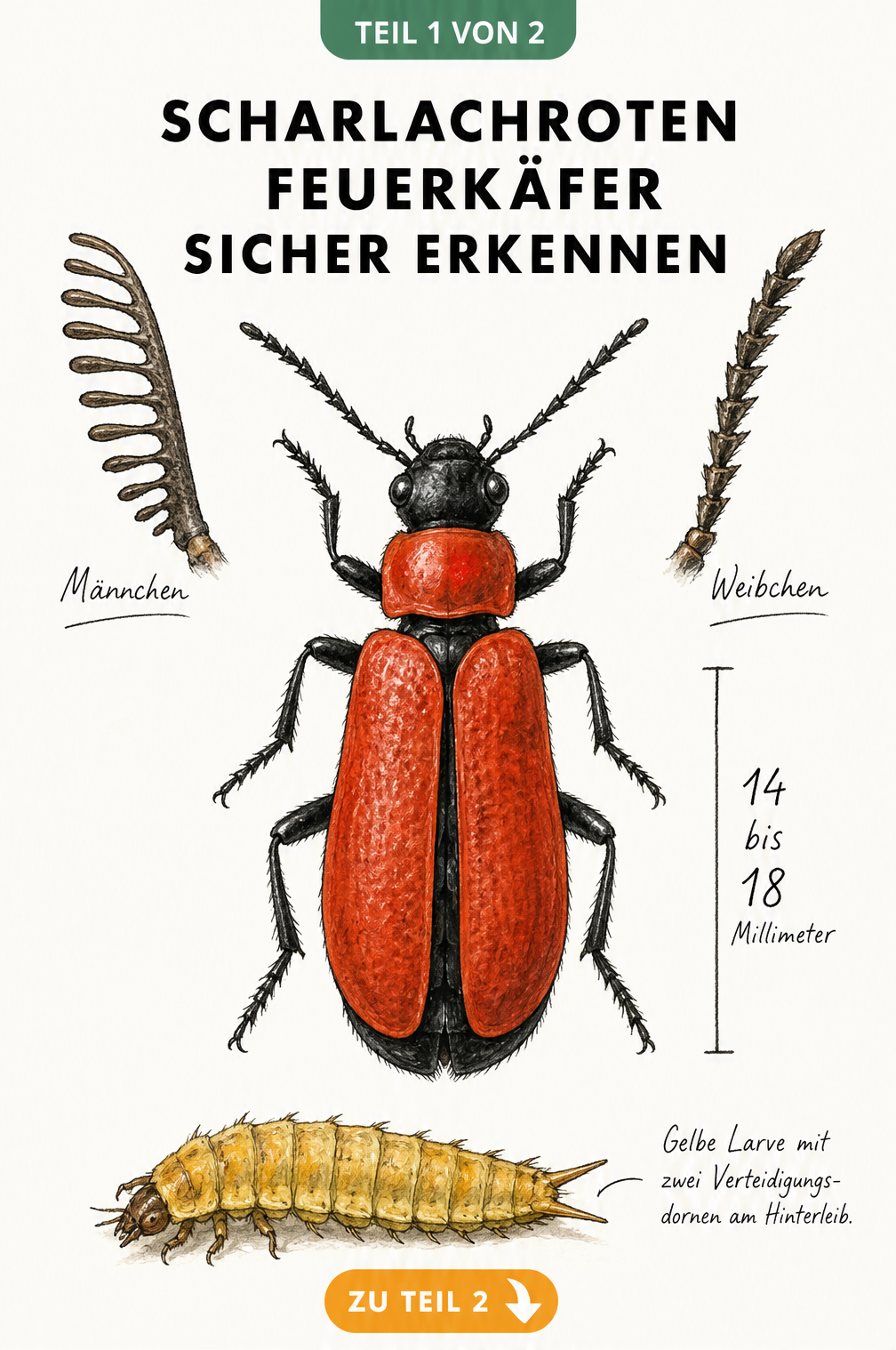 Illustration des Scharlachroten Feuerkäfers mit roten Deckflügeln, schwarzem Körper und gelber Larve