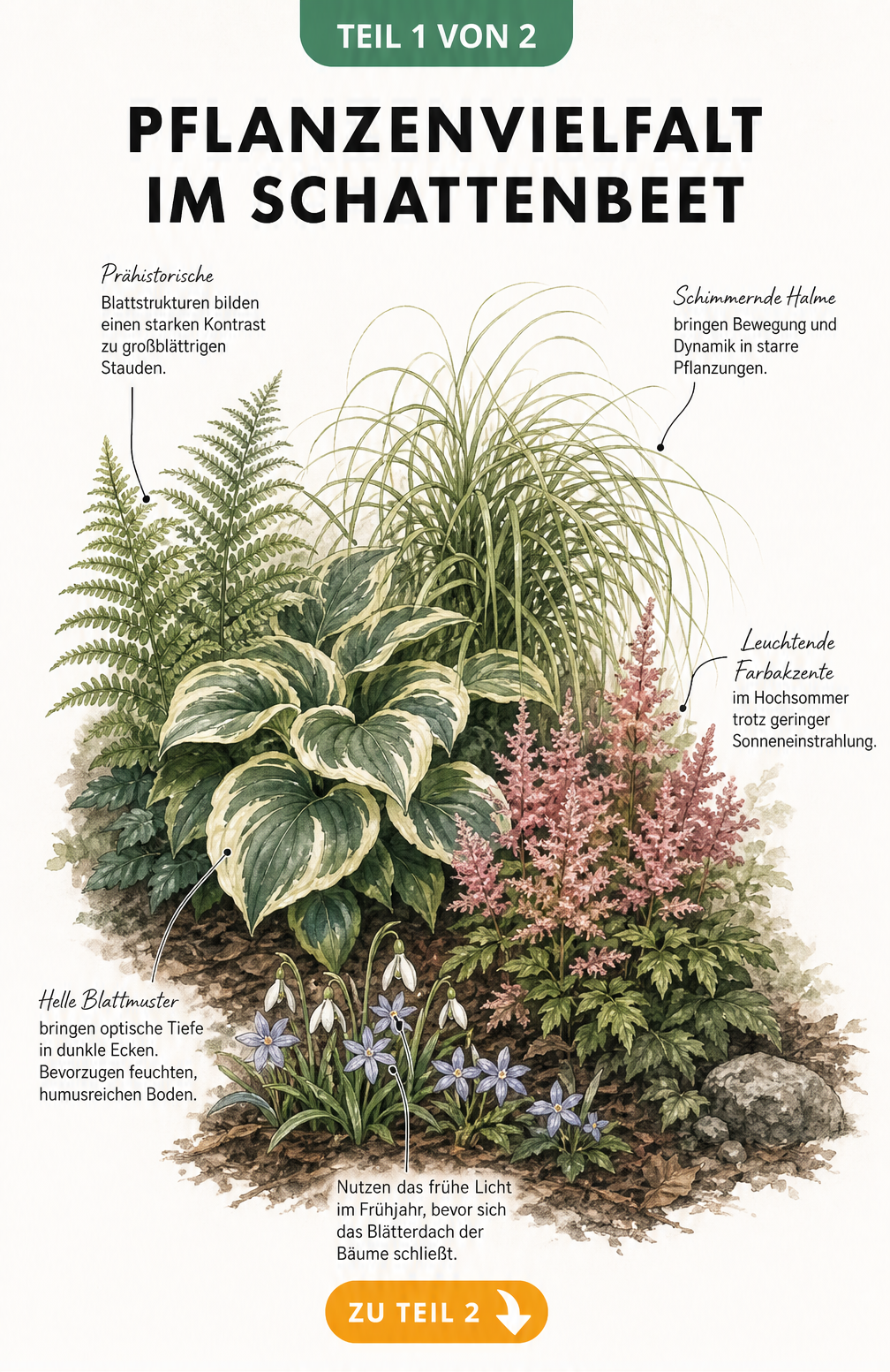 Botanische Illustration eines Schattenbeets mit Funkien, Farnen, Japanischem Berggras, Prachtspiere und Blausternchen
