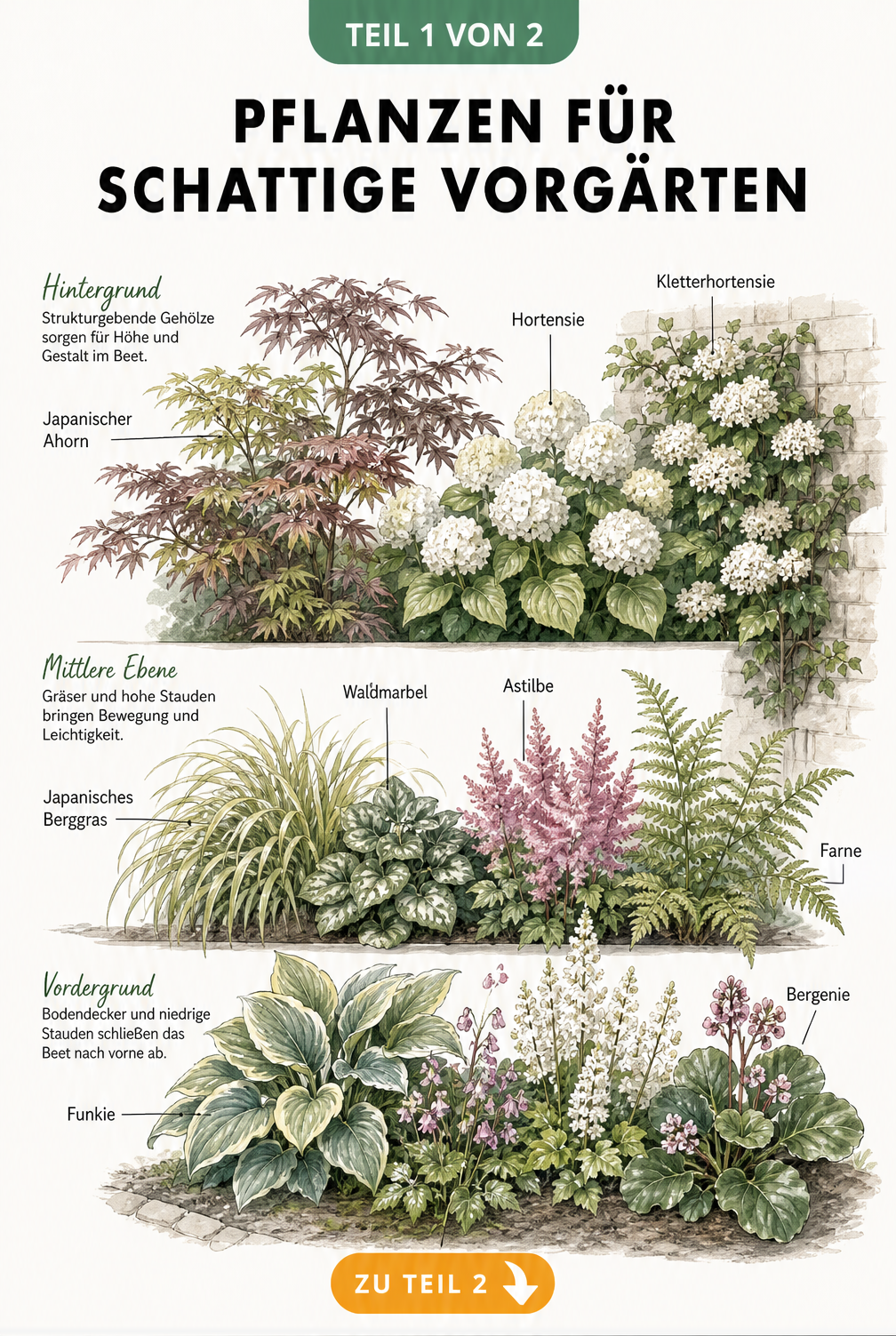 Botanische Illustration eines gestaffelten Schattenbeets mit Japanischem Ahorn, Hortensien, Gräsern und Funkien