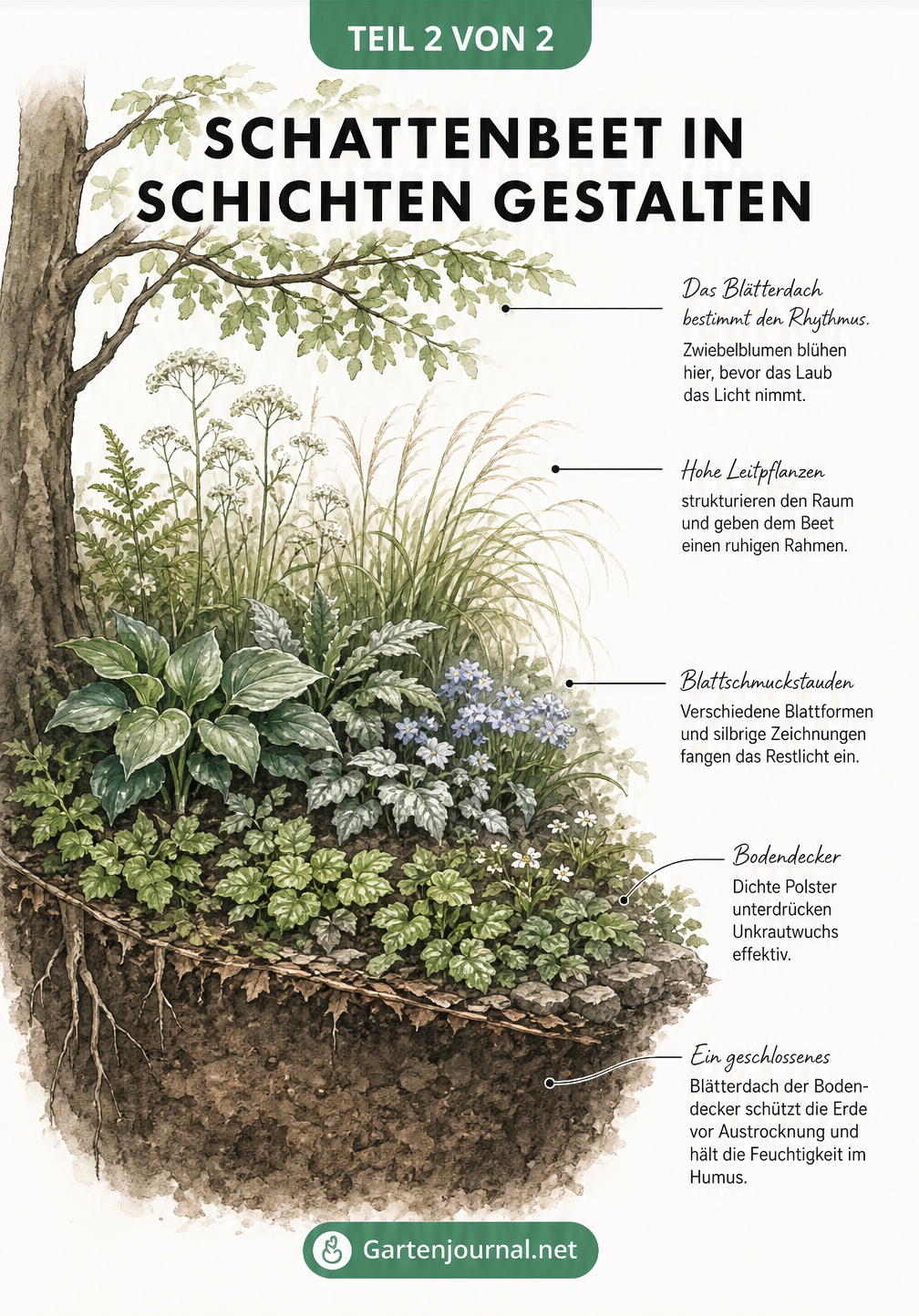 Querschnitt eines Schattenbeets unter einem Laubbaum mit Höhenstaffelung von Zwiebelblumen, Stauden und Bodendeckern