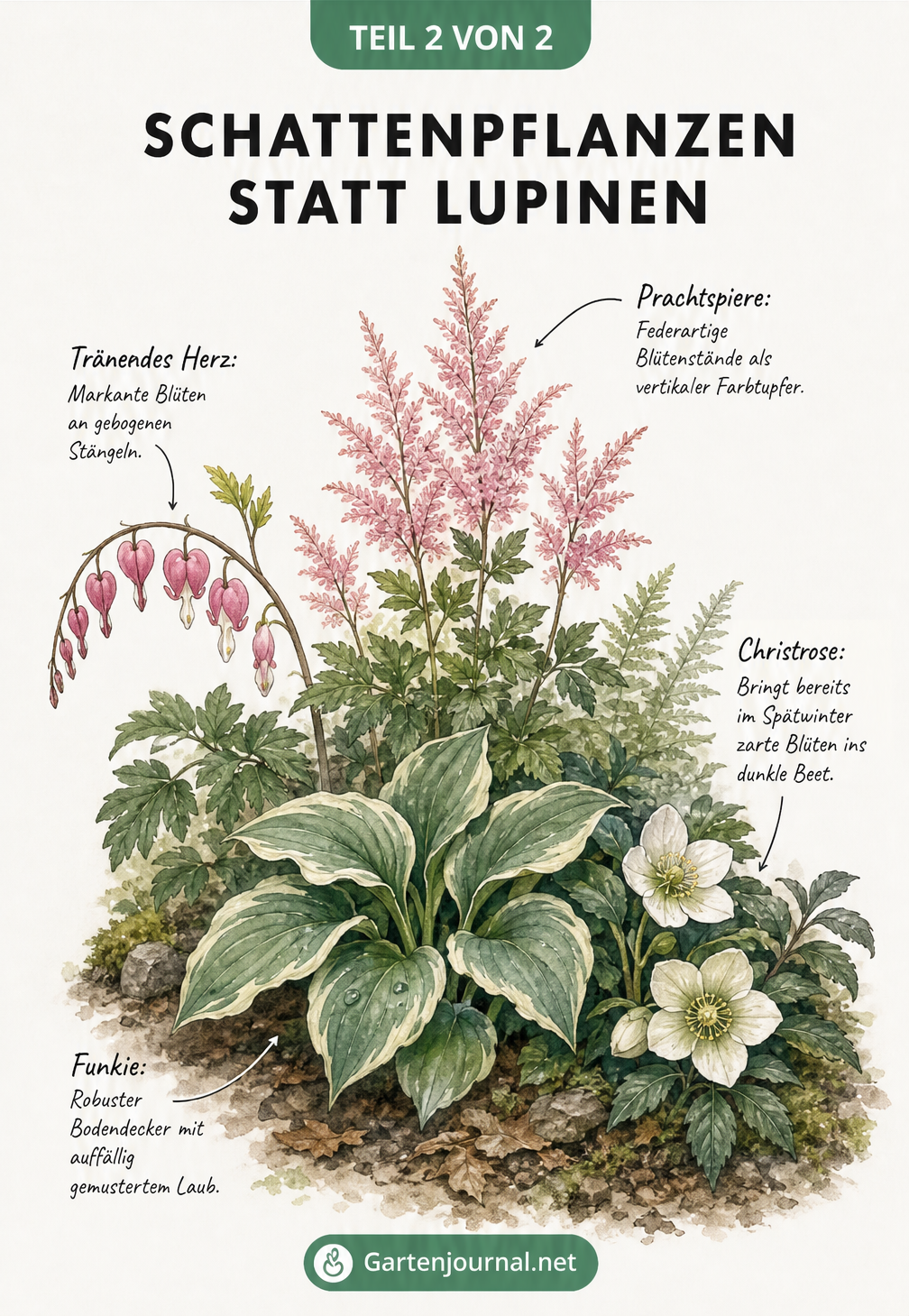 Botanische Illustration von Schattenpflanzen: Prachtspiere, Funkie, Tränendes Herz und Christrose als Alternativen zur Lupine.