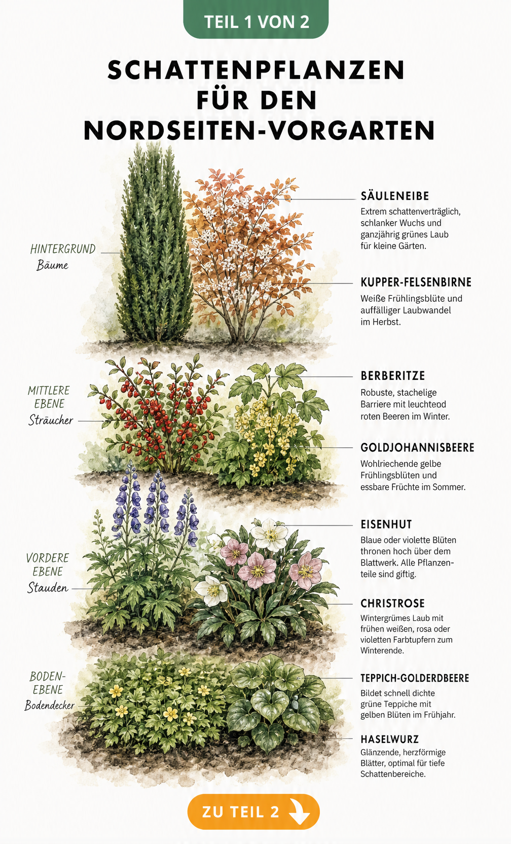 Querschnitt eines schattigen Gartenbeets mit Bäumen, Sträuchern, Stauden und Bodendeckern