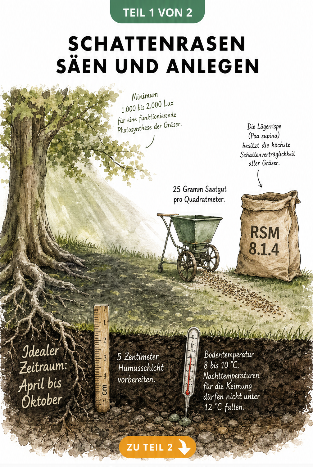 Botanische Querschnitts-Illustration eines Schattenrasens unter einem Laubbaum mit Aussaat-Vorgang und Bodenvorbereitung