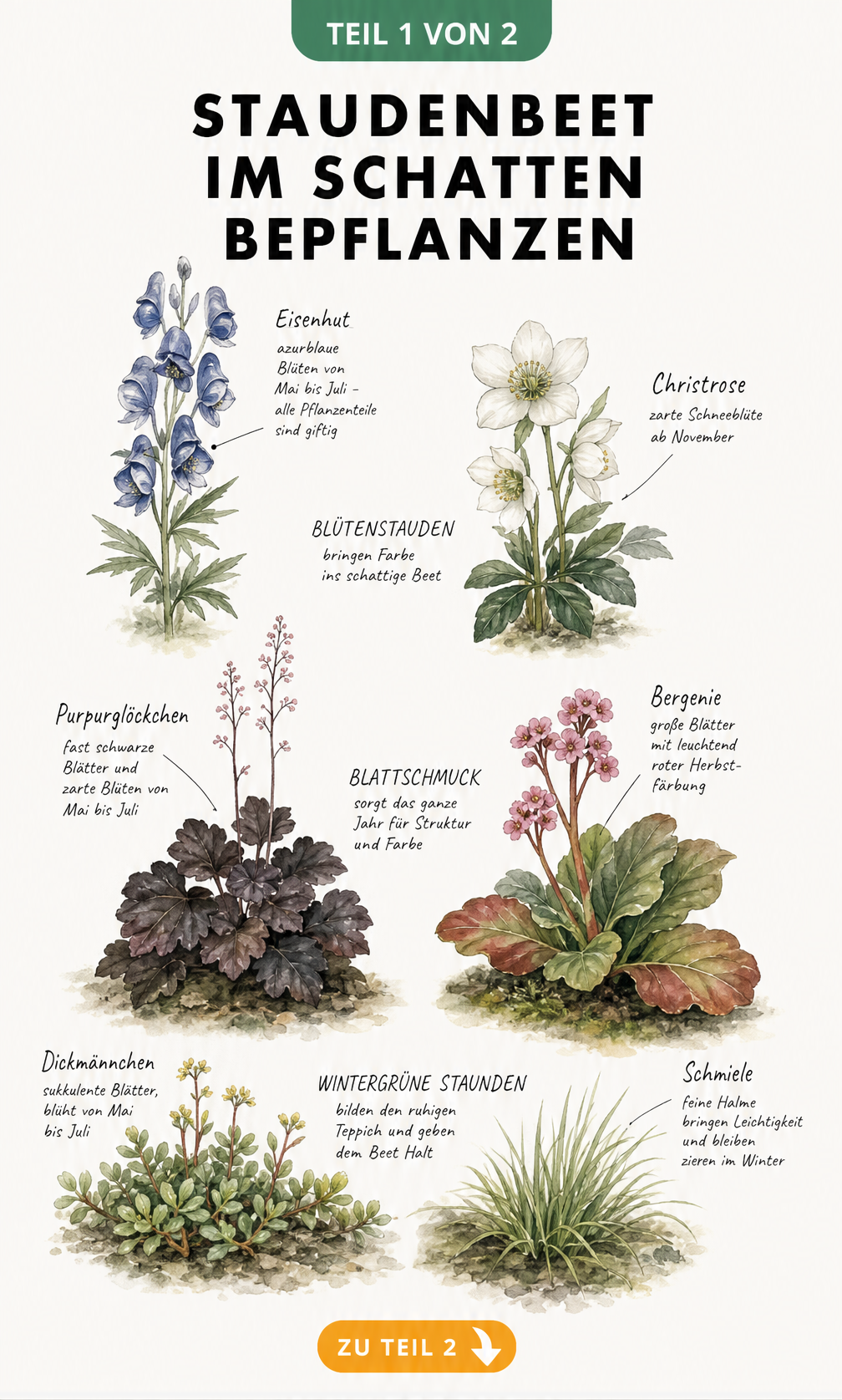 Botanische Illustration von Schattenstauden wie Eisenhut, Christrose, Purpurglöckchen, Bergenie, Dickmännchen und Schmiele mit kurzen Notizen zu Blüten und...
