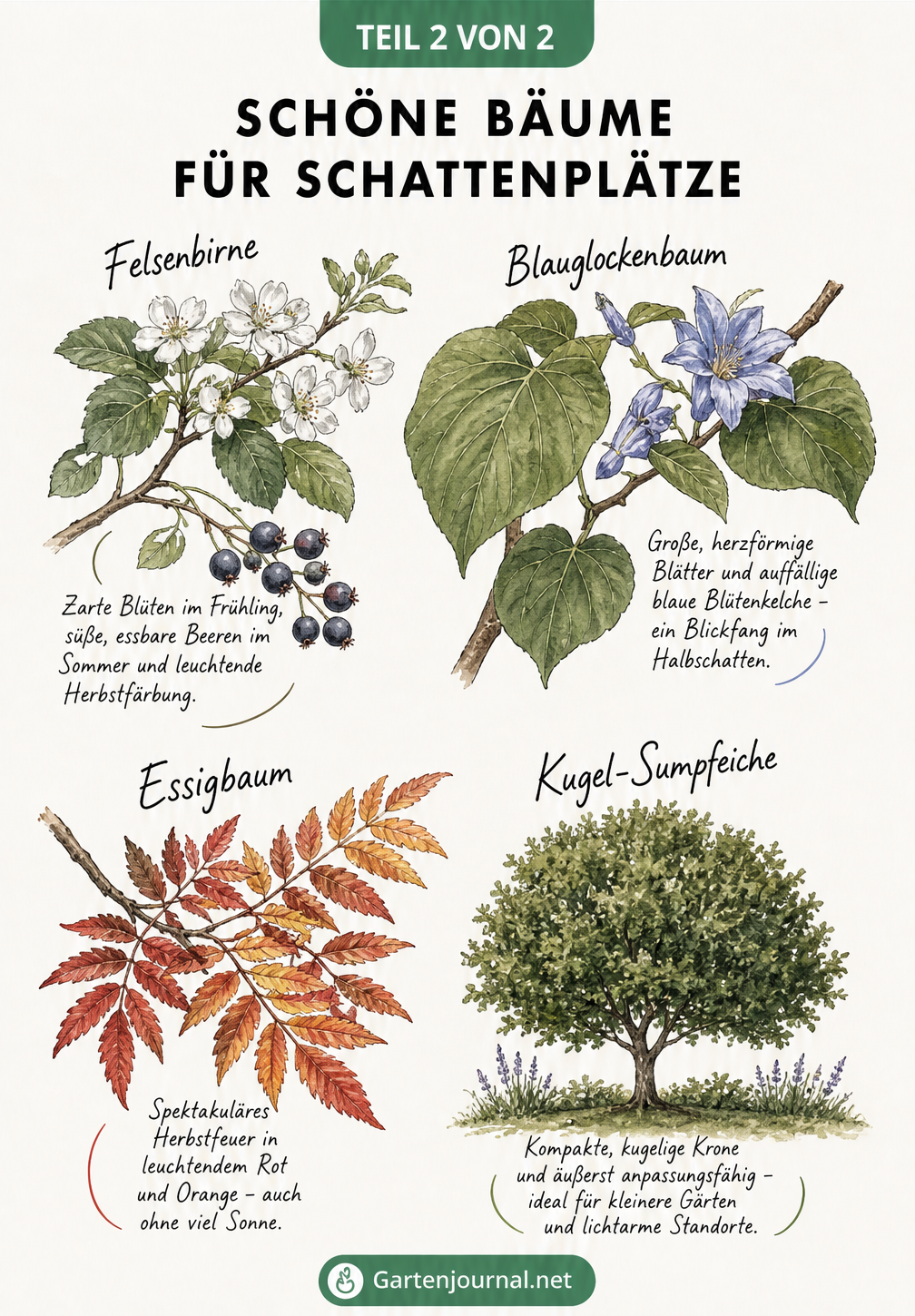 Schautafel mit Zweigen von Felsenbirne, Blauglockenbaum, Essigbaum und Kugel-Sumpfeiche für schattige Plätze