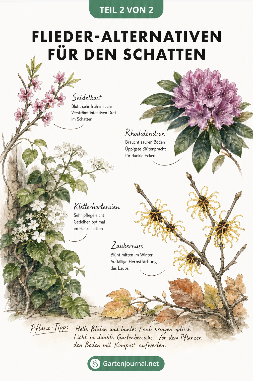 Botanische Illustration von schattenverträglichen Sträuchern wie Seidelbast, Rhododendron, Kletterhortensie und Zaubernuss