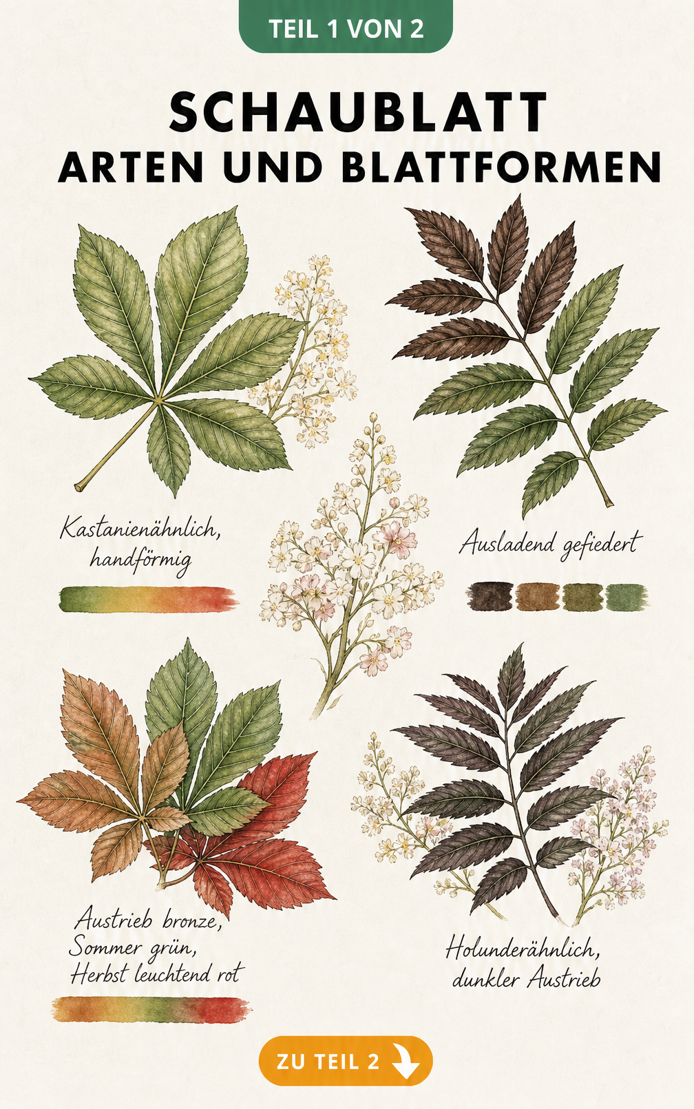 Illustration der Blattformen von vier Schaublatt-Arten: Kastanienblättrig, Fiederblättrig, Gestieltblättrig und Holunderblättrig