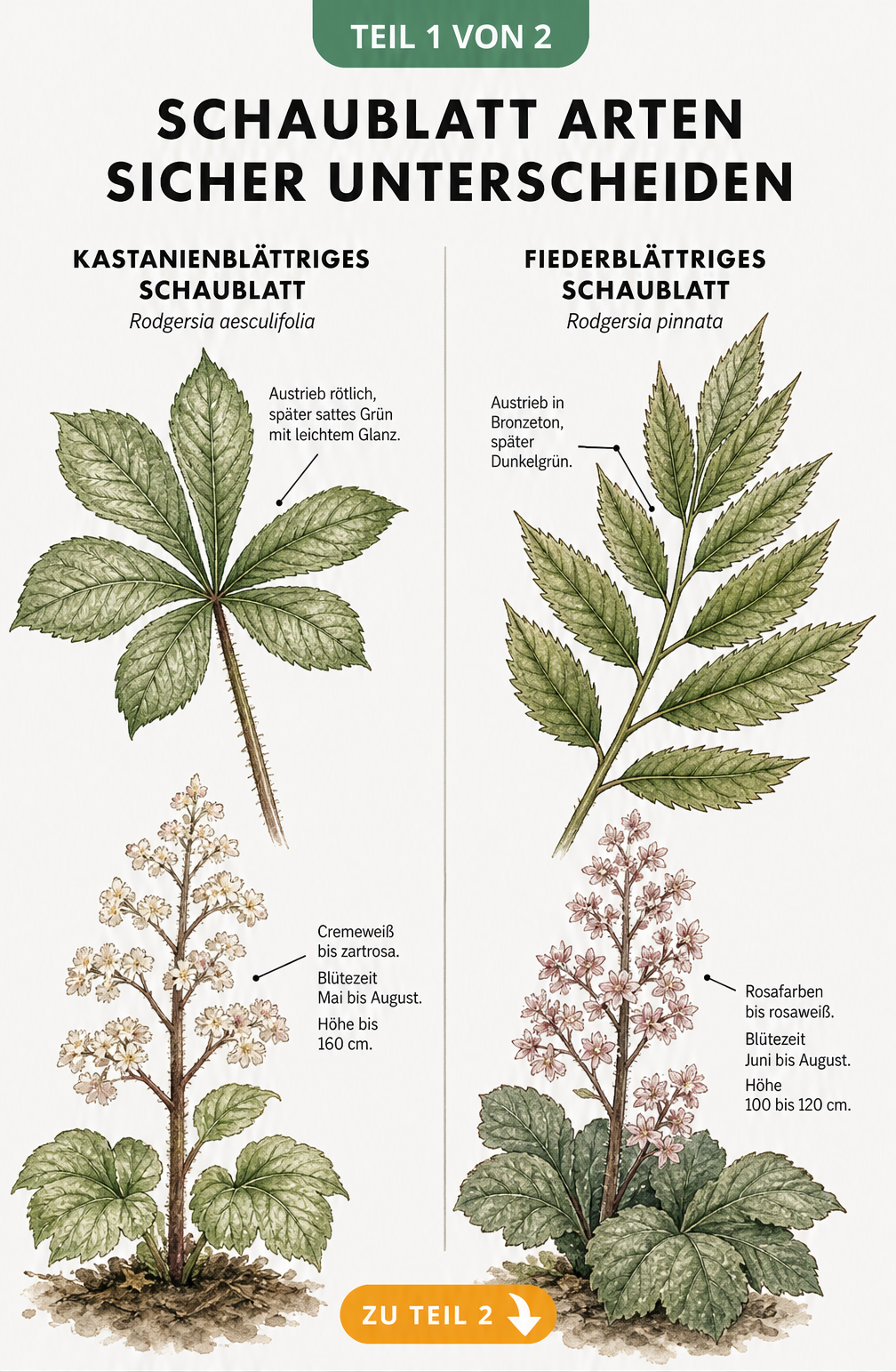 Botanische Illustration zur Unterscheidung von Kastanienblättrigem und Fiederblättrigem Schaublatt anhand von Blättern und Blüten