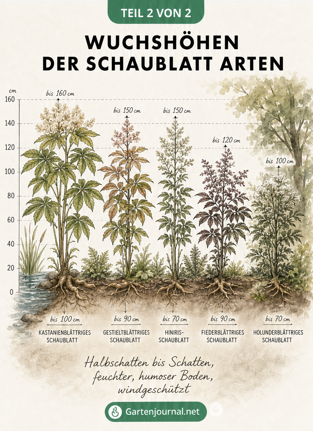 Skizze der Wuchshöhen von fünf Schaublatt-Arten im Gartenbeet, von 100 cm bis 160 cm Höhe