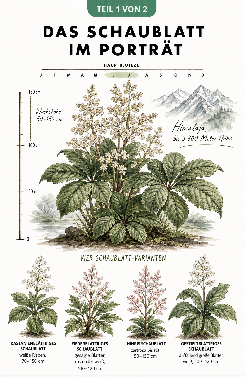 Botanische Illustration des Schaublatts mit Wuchshöhe, Blütezeit und vier Gartenvarianten