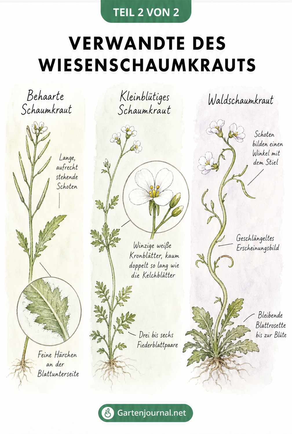 Illustration von Behaartem Schaumkraut, Kleinblütigem Schaumkraut und Waldschaumkraut mit Fokus auf ihre Erkennungsmerkmale