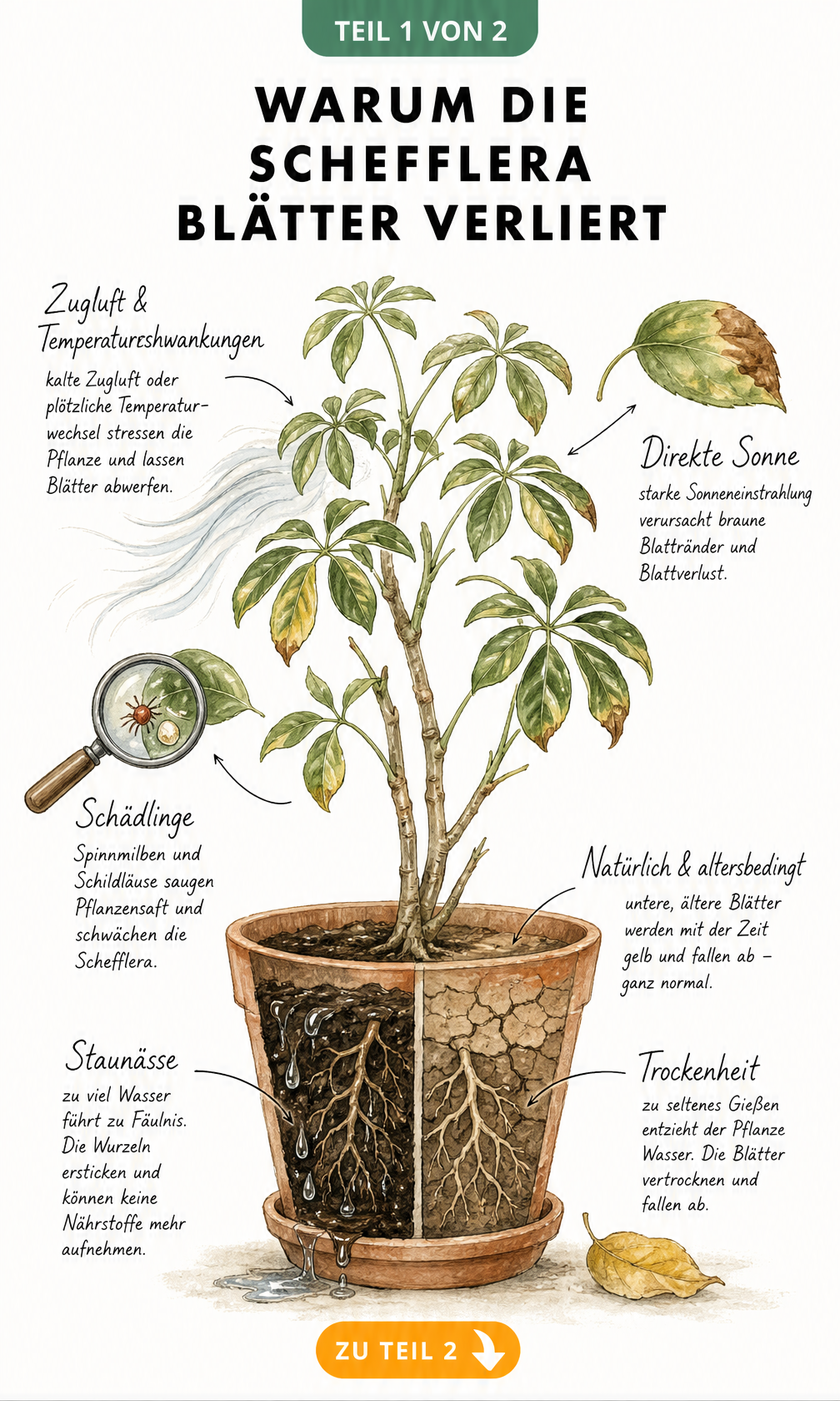 Botanische Illustration einer Schefflera, die Ursachen für Blattverlust wie Staunässe, Trockenheit, Zugluft und Schädlinge zeigt