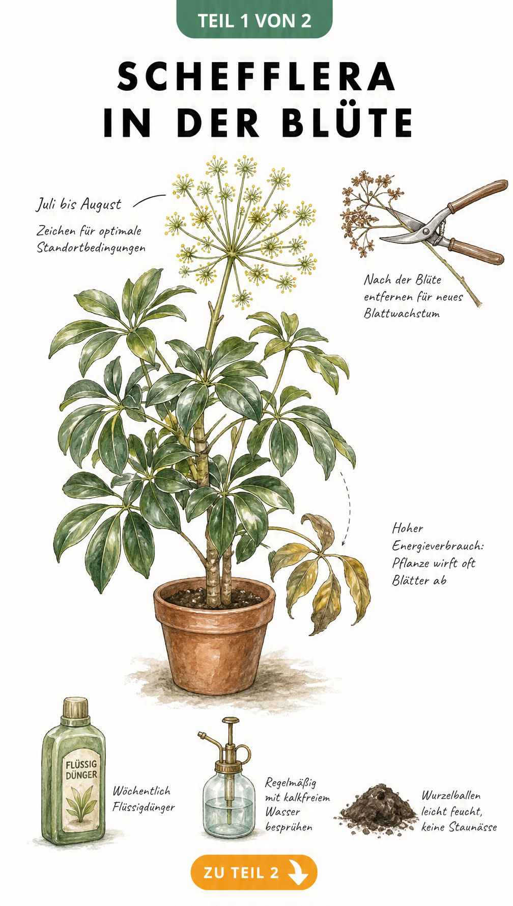 Botanische Illustration einer blühenden Schefflera mit Pflegehinweisen für die Blütezeit