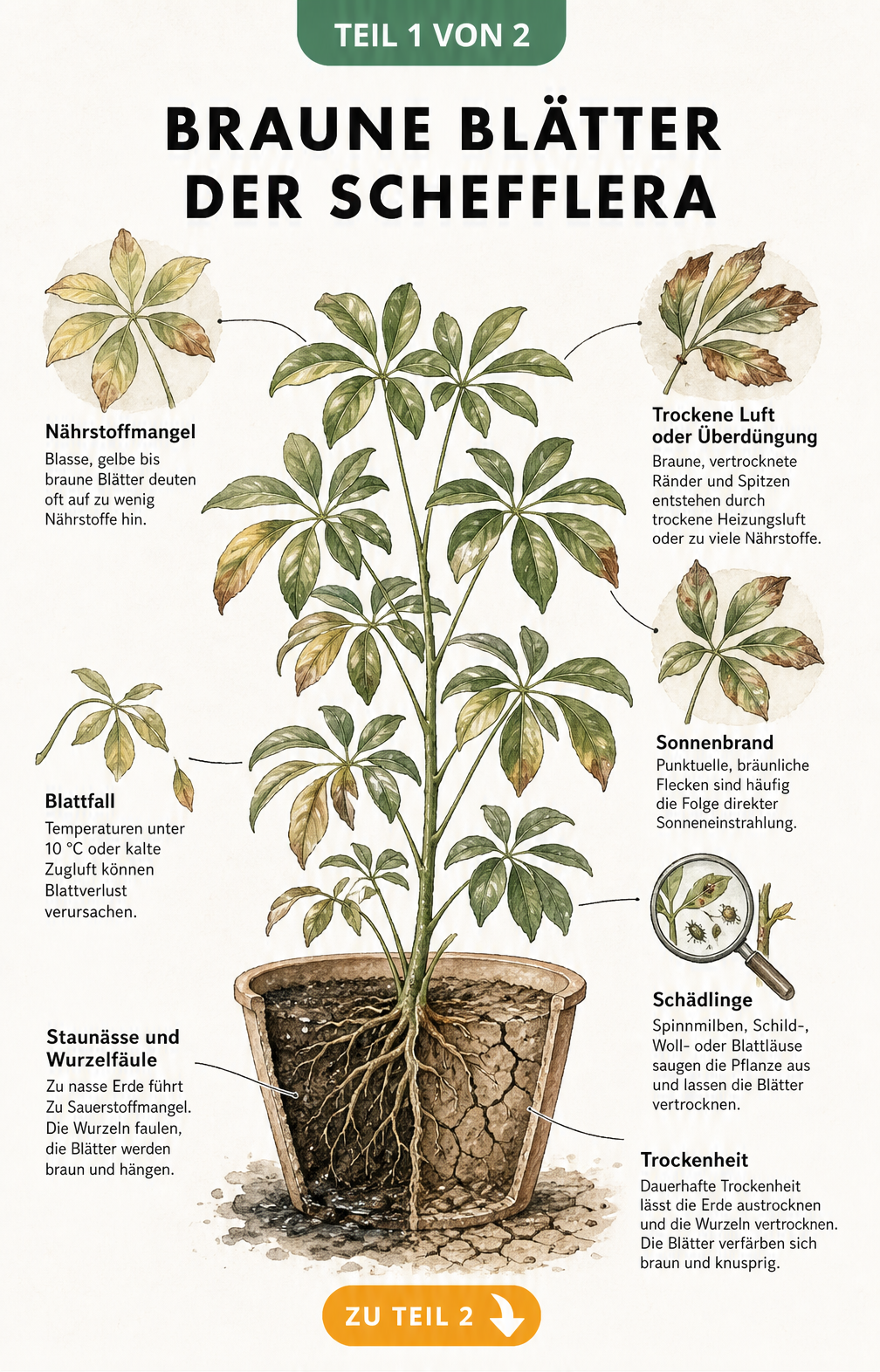Botanische Illustration einer Schefflera im Querschnitt, die Ursachen für braune Blätter wie Nährstoffmangel, Trockenheit, Staunässe und Schädlinge zeigt.