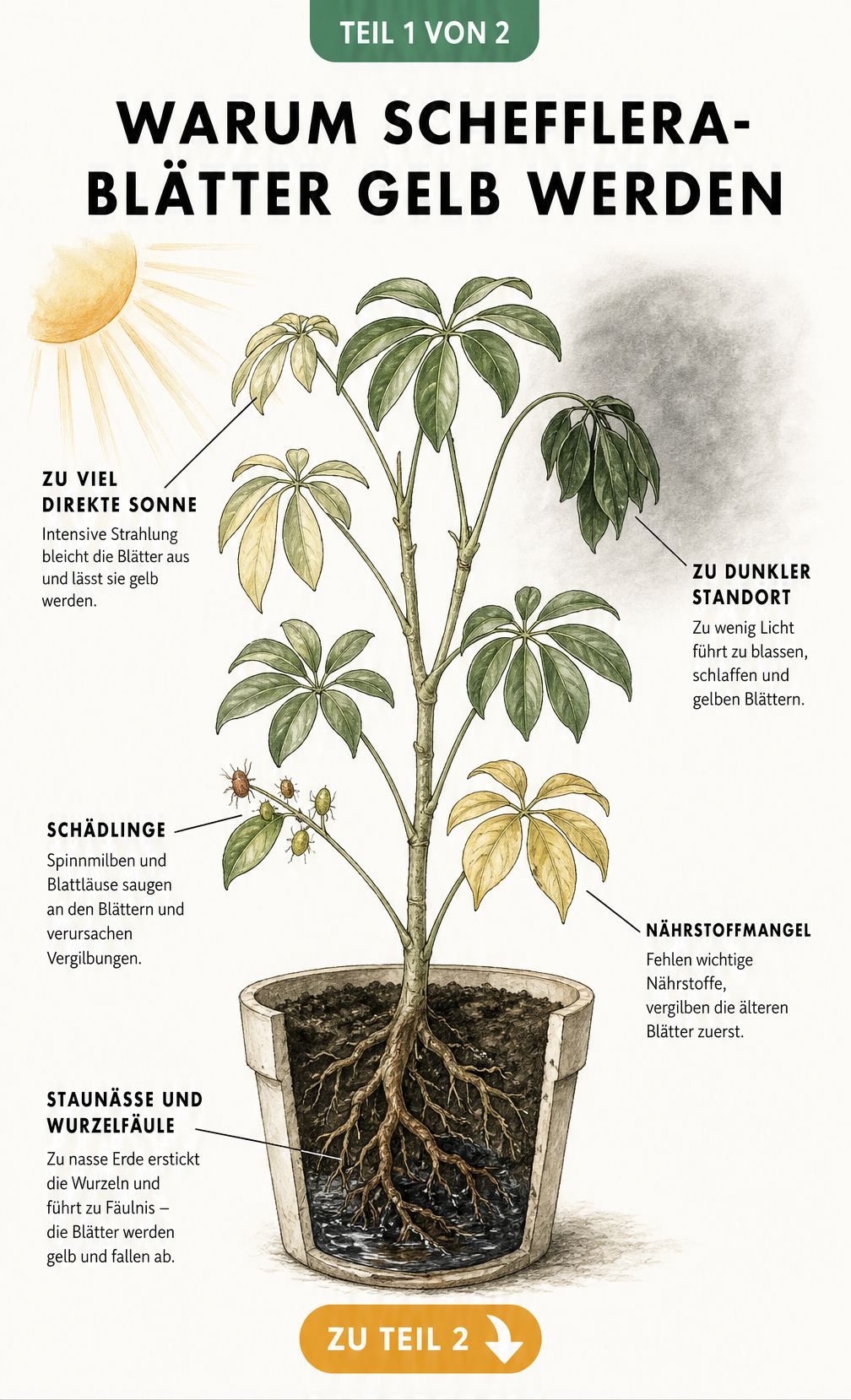 Illustration einer Schefflera im Querschnitt, die Ursachen für gelbe Blätter wie Staunässe, zu viel Sonne, Schatten, Schädlinge und Nährstoffmangel zeigt.