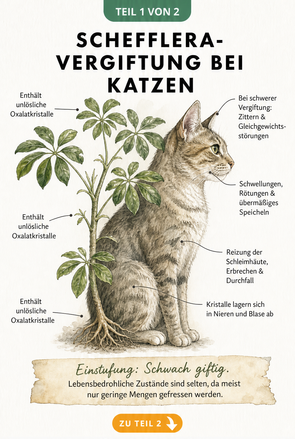 Illustration einer Katze und einer Schefflera, die zeigt, welche Pflanzenteile giftig sind und welche Symptome bei einer Vergiftung auftreten.