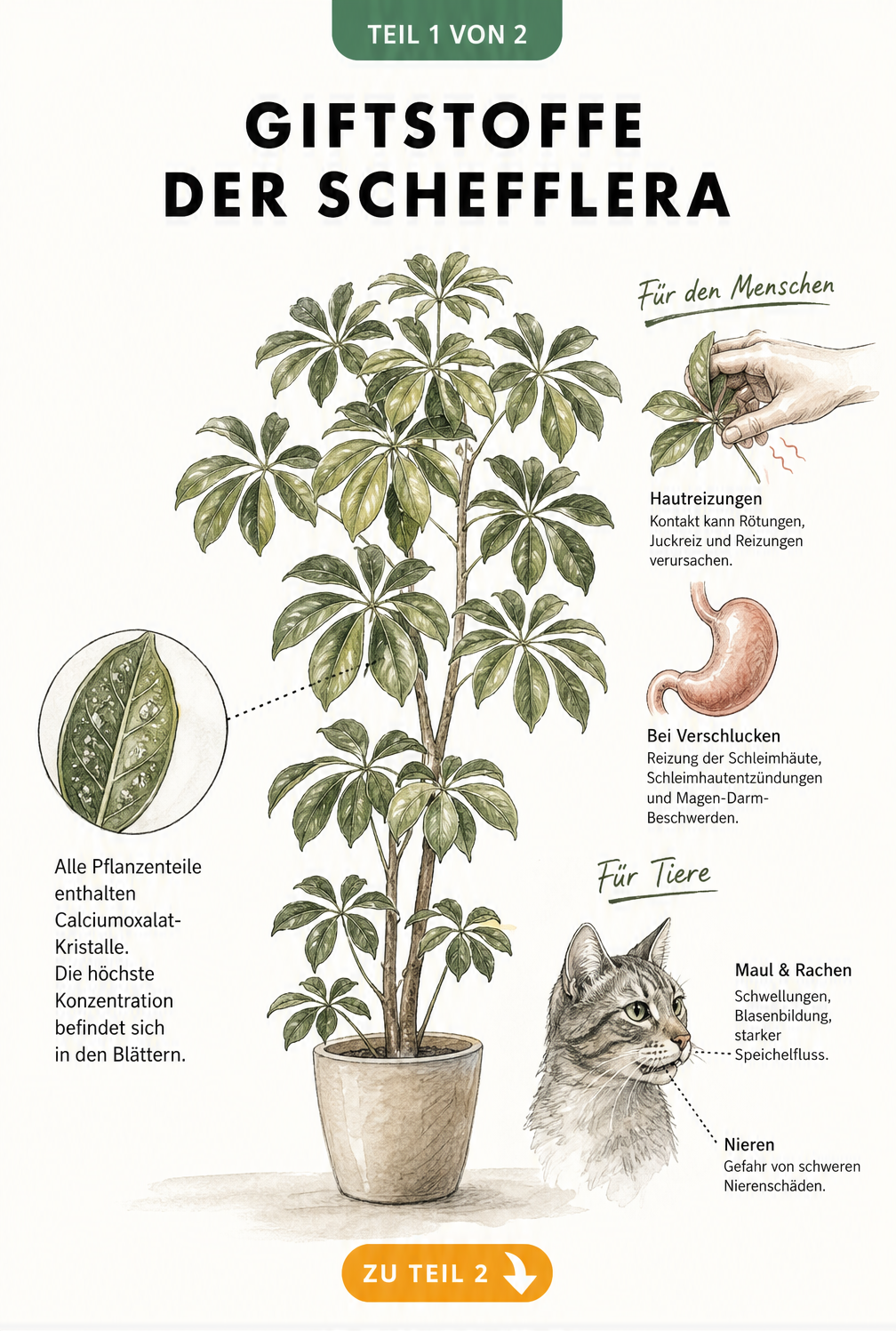 Botanische Illustration einer Schefflera mit Erklärung der giftigen Calciumoxalat-Kristalle in den Blättern und den Auswirkungen auf Mensch und Tier