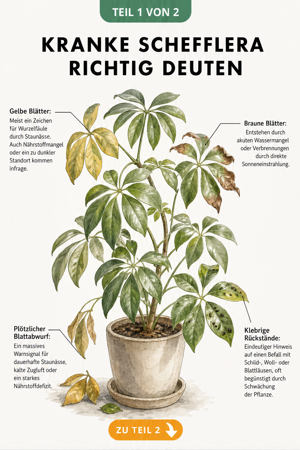 Botanische Illustration einer Schefflera mit Krankheitssymptomen wie gelben und braunen Blättern sowie klebrigen Rückständen