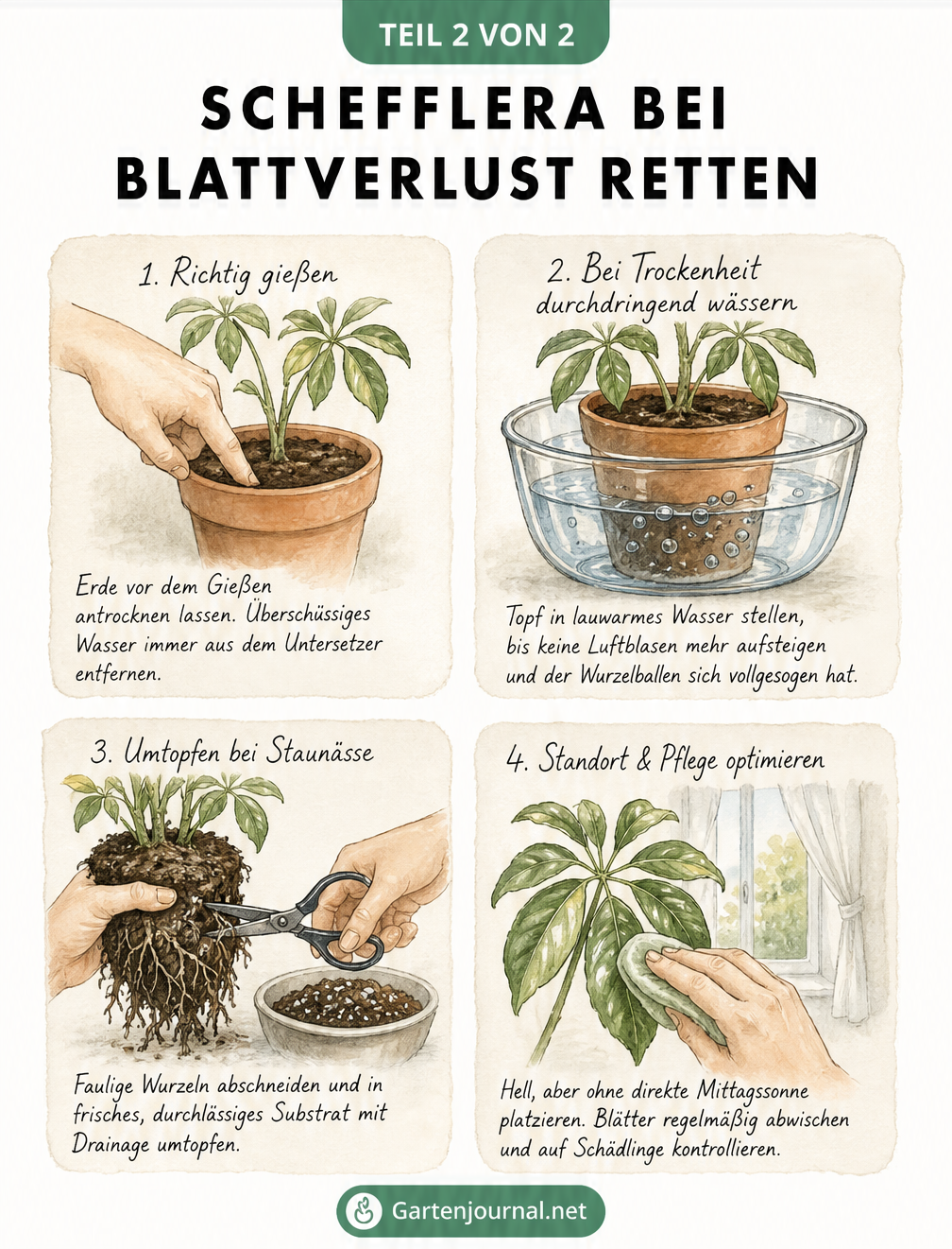 Skizzenhafte Anleitung zur Rettung einer Schefflera mit Tipps zu Gießen, Tauchbad, Umtopfen und Standortoptimierung