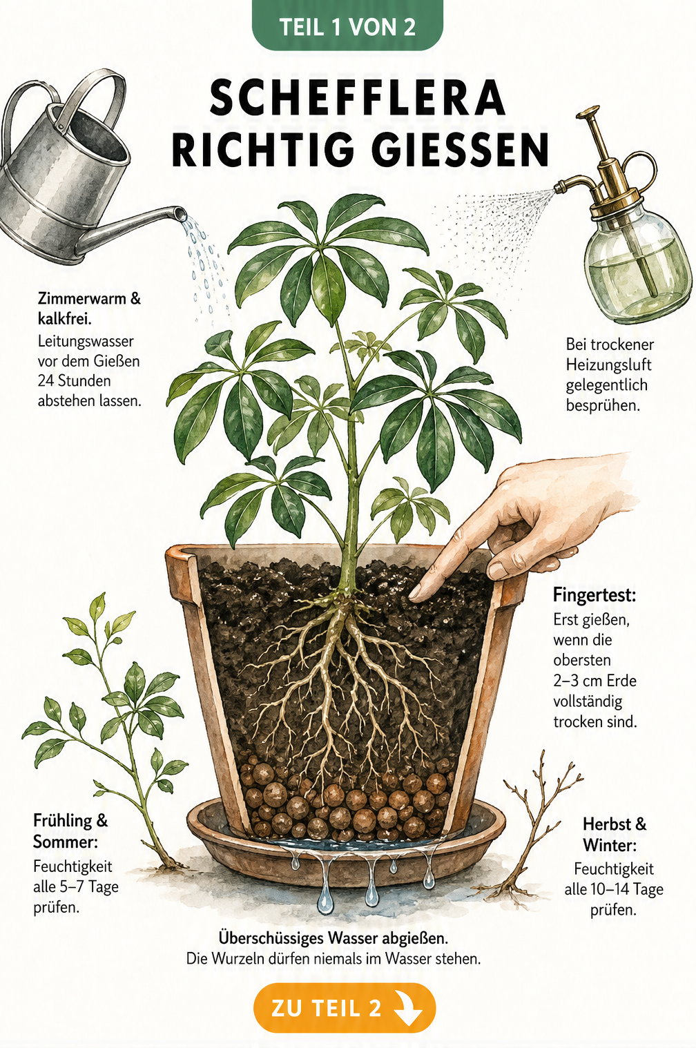 Querschnitt eines Pflanztopfs mit einer Schefflera, der Gießtipps wie den Fingertest und die richtige Wassermenge je nach Jahreszeit zeigt.