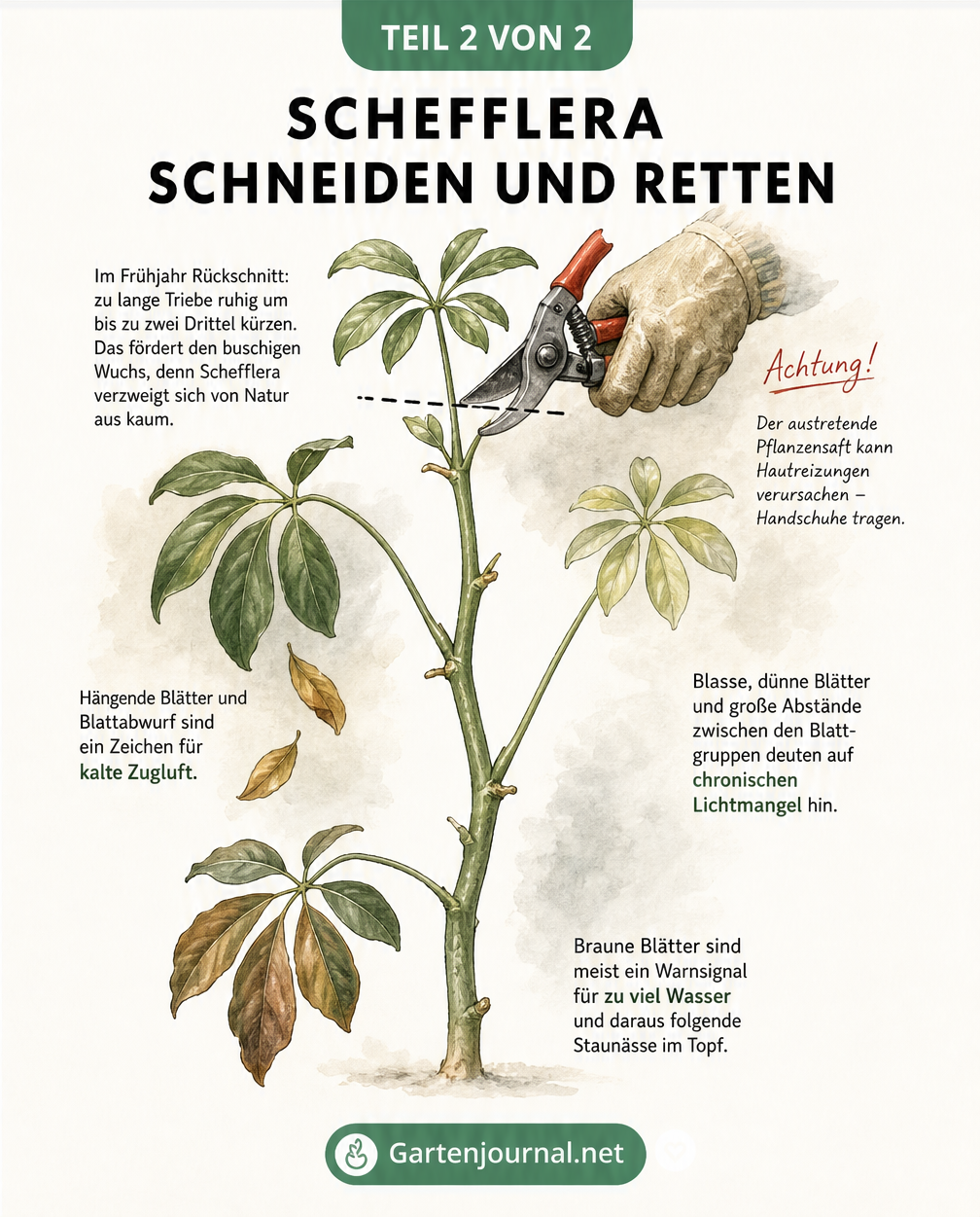Botanische Zeichnung eines Schefflera-Triebes mit Schnittanleitung und typischen Pflegefehlern