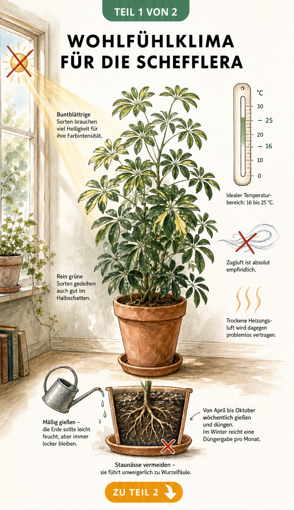 Illustration einer Schefflera im Topf mit Hinweisen zu Lichtbedarf, Temperatur und Gießverhalten